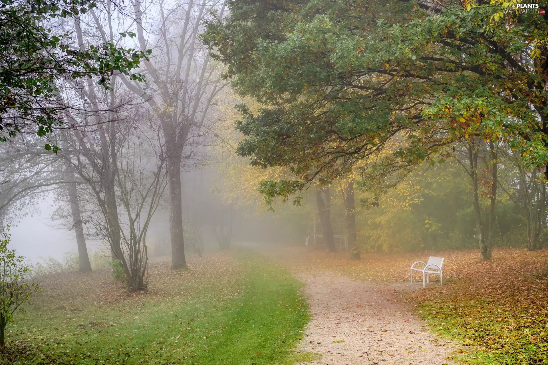 Fog, autumn, trees, viewes, Leaf, Path, Bench, fallen, Park