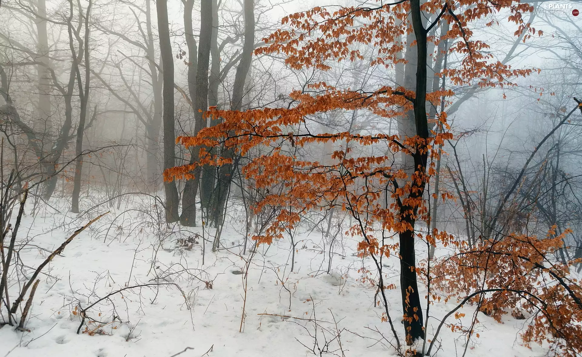 viewes, forest, branch pics, trees, winter, Bushes, Fog