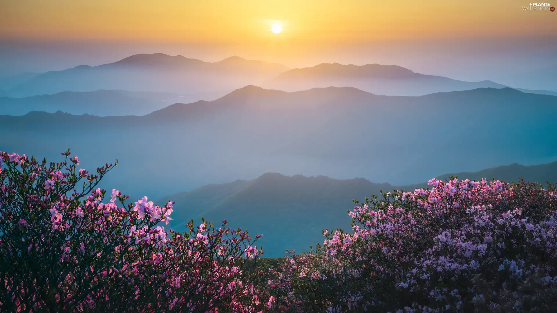 Pink, Sunrise, Bush, Fog, Mountains, Flowers, Rhododendron