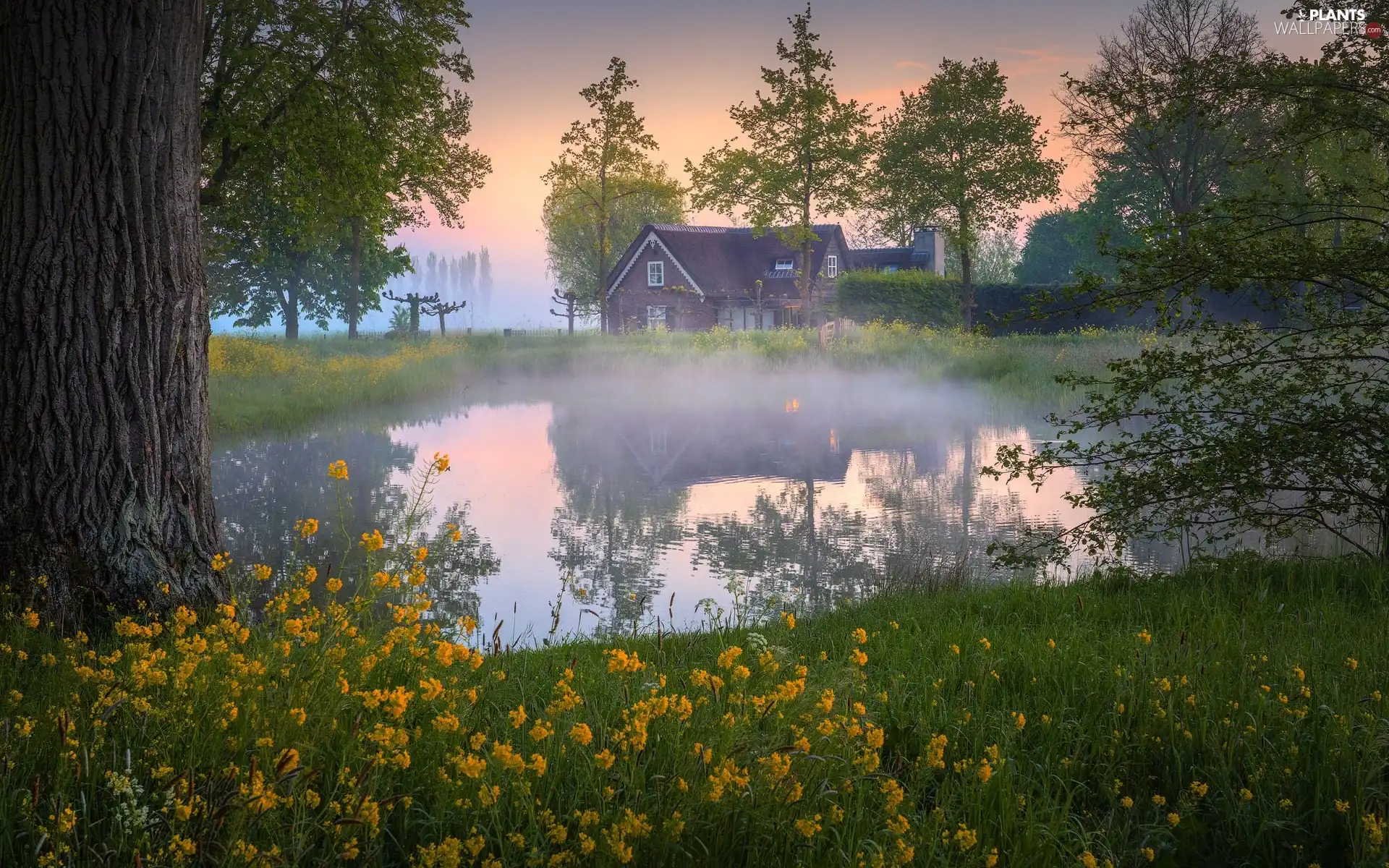 viewes, Pond - car, Fog, Flowers, house, trees