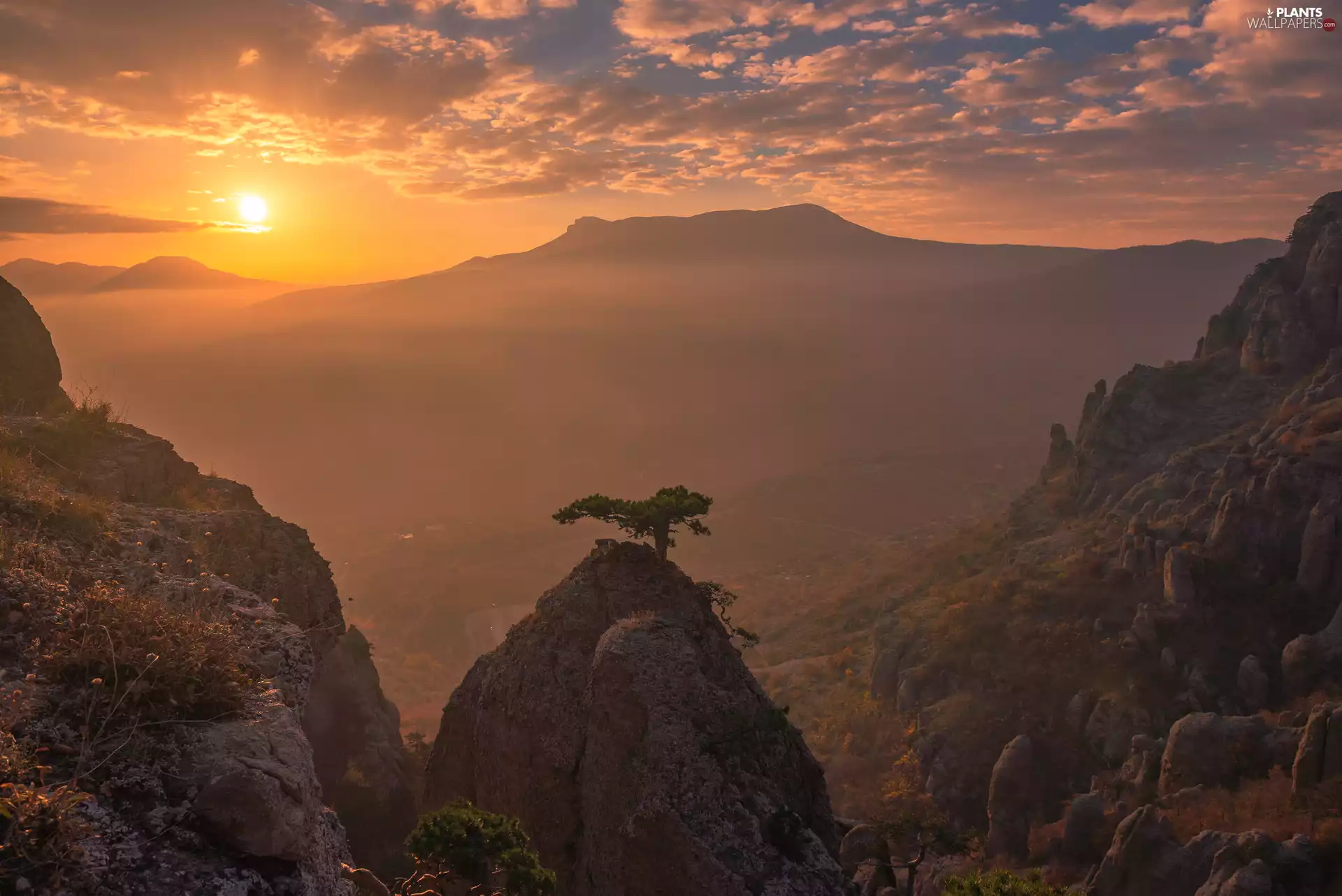 pine, Mountains, clouds, Fog, Great Sunsets, rocks