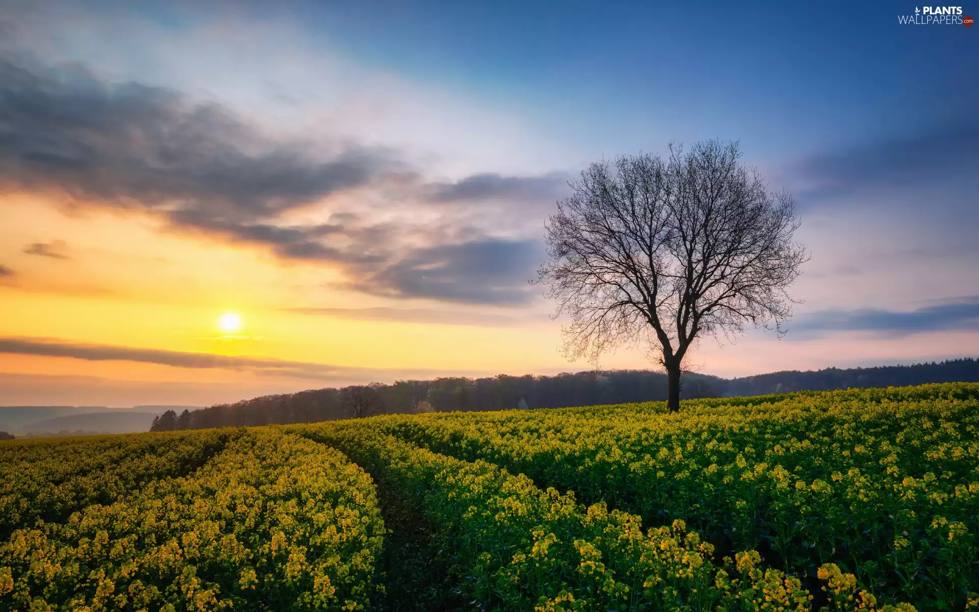 trees, rape, clouds, Fog, Field, forest, sun