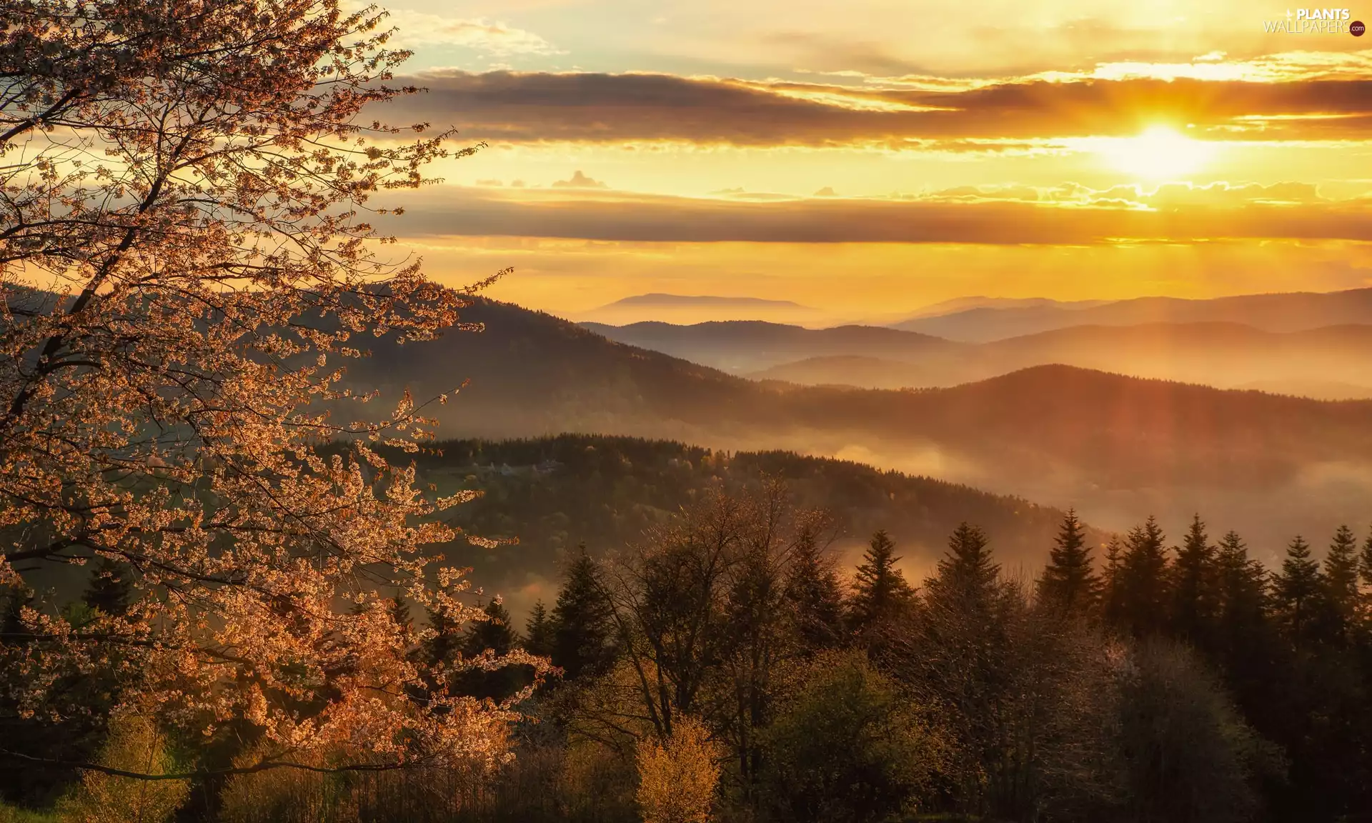 trees, viewes, clouds, Bush, Sunrise, woods, Mountains, Fog