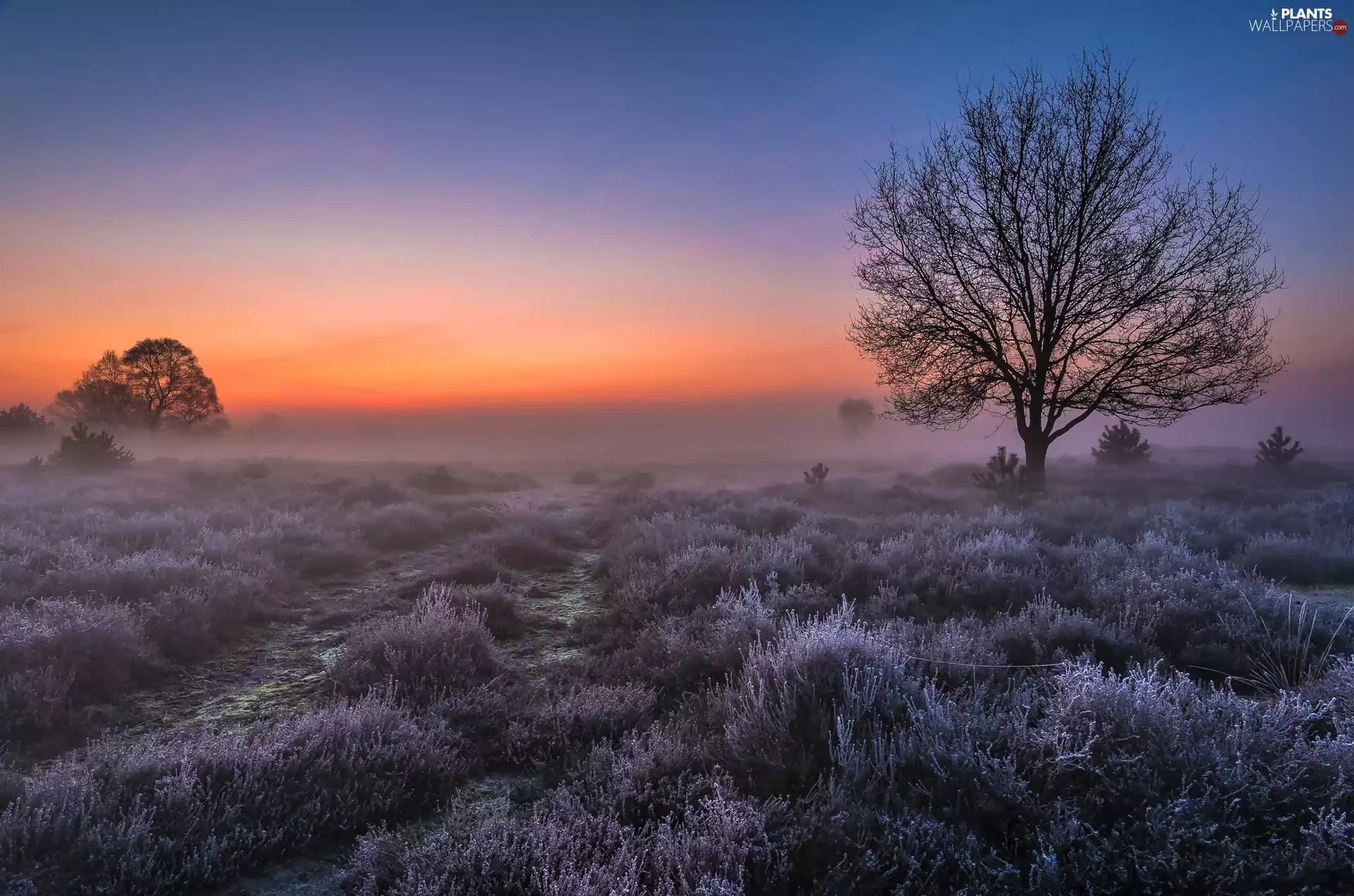 dawn, heath, trees, Fog