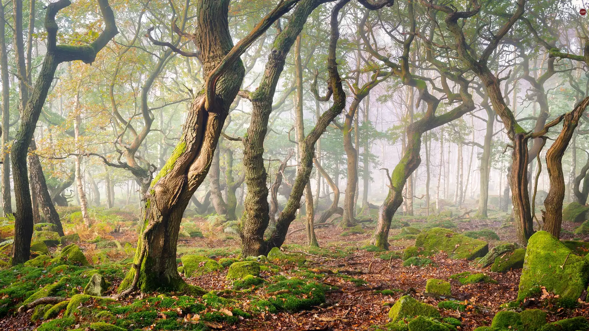 trees, forest, viewes, Fog, County Derbyshire, England, Stones, Peak District National Park, mossy