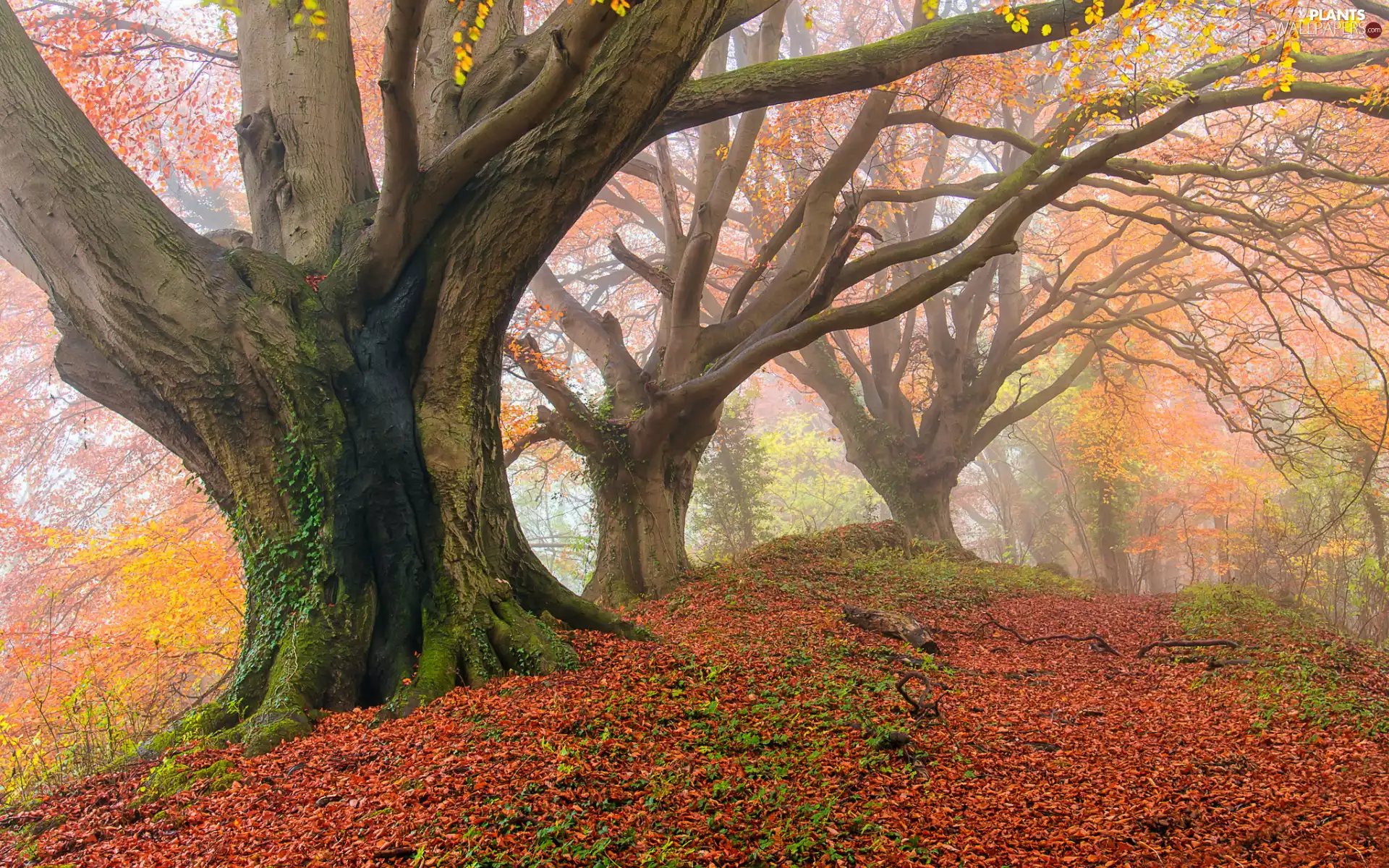 trees, forest, fallen, Fog, autumn, viewes, Leaf