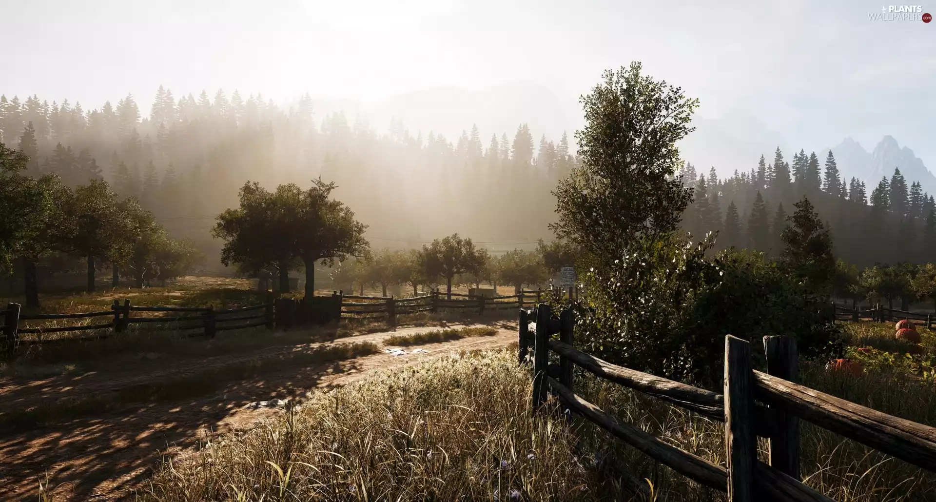 trees, Way, Field, Fog, viewes, fence