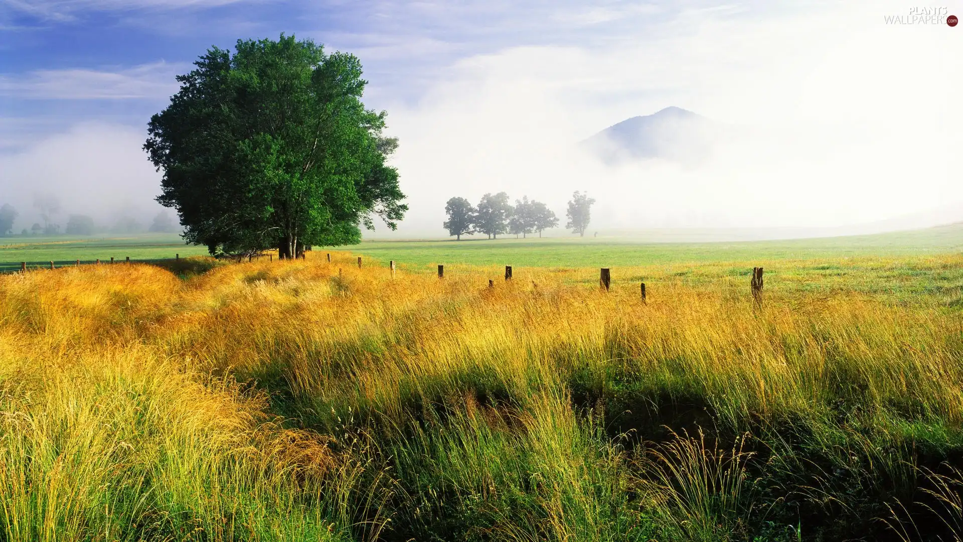 Fog, trees, Field