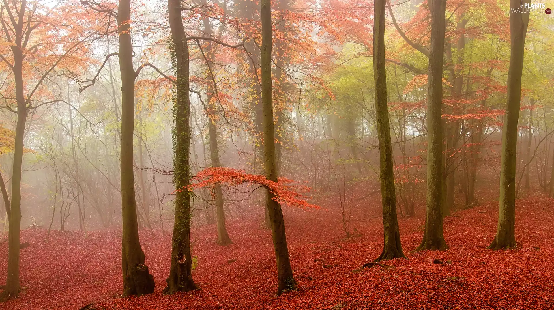 viewes, Fog, forest, trees, autumn