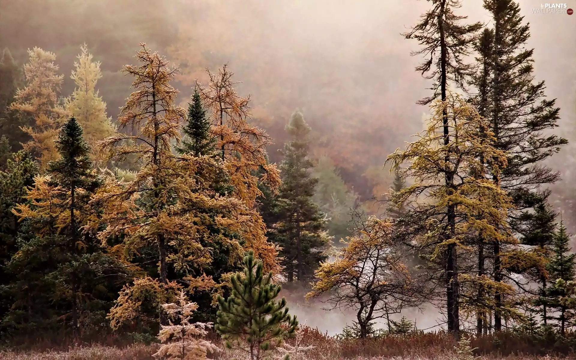 Fog, autumn, forest