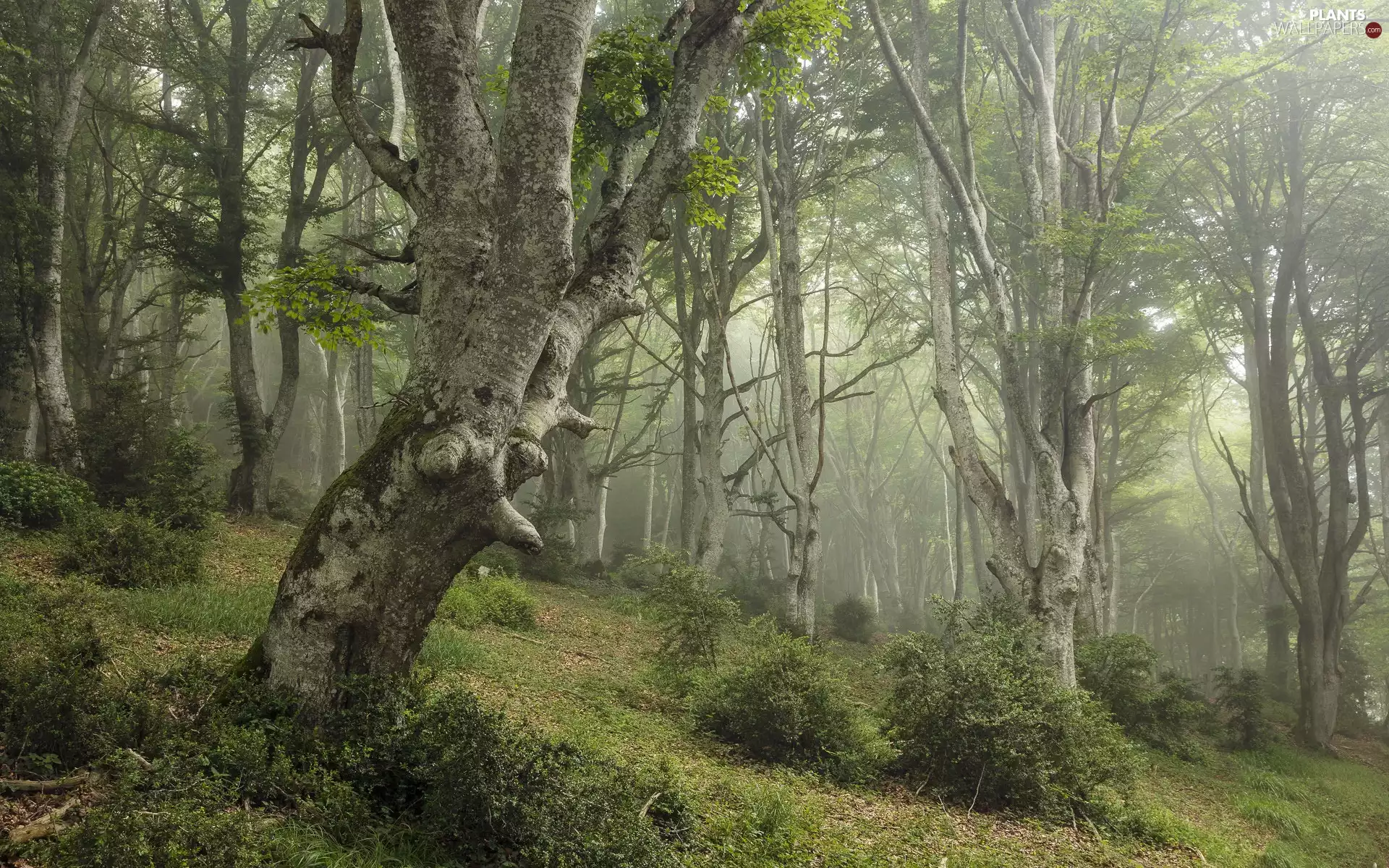 trees, Green, Bush, Fog, viewes, forest