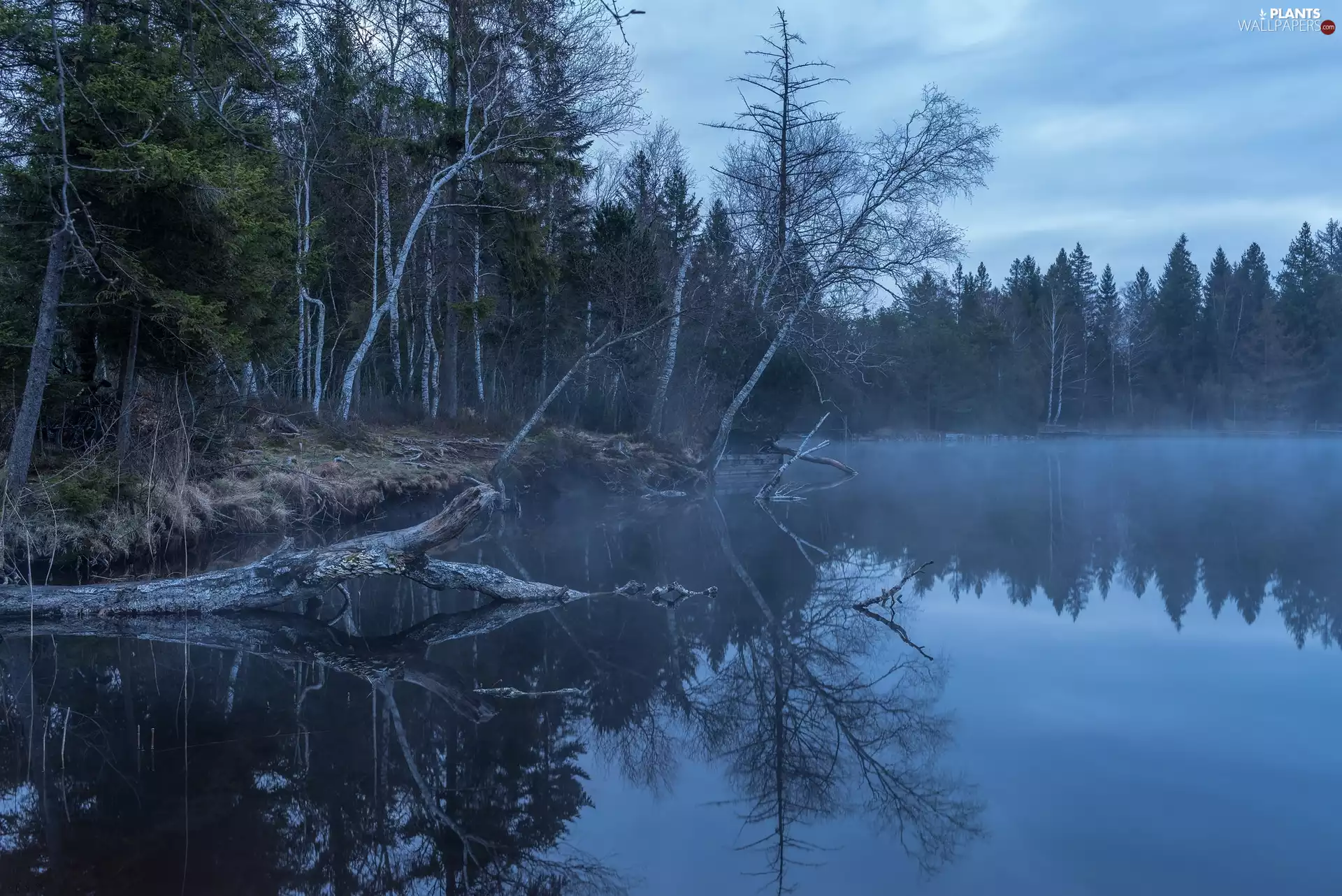 trees, lake, coast, Fog, viewes, forest