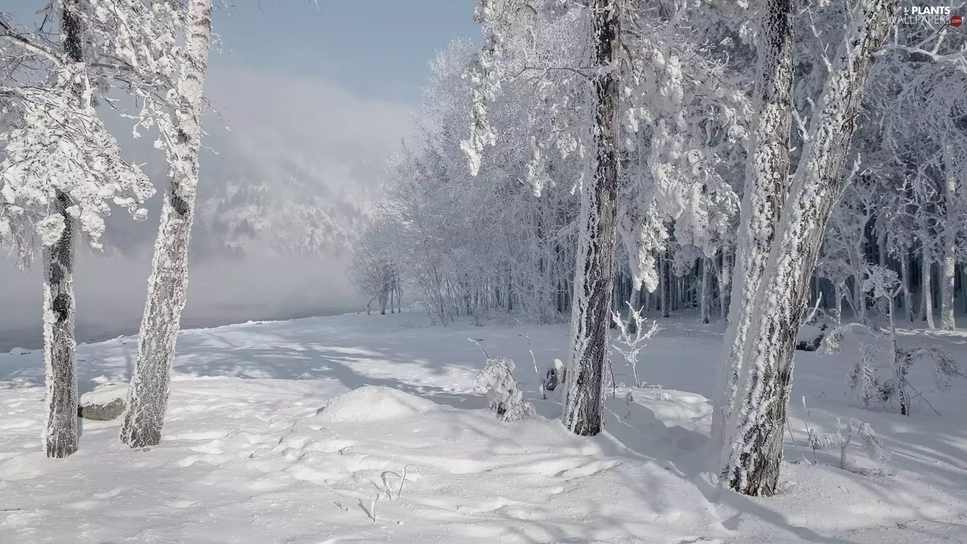 trees, winter, drifts, Fog, viewes, forest