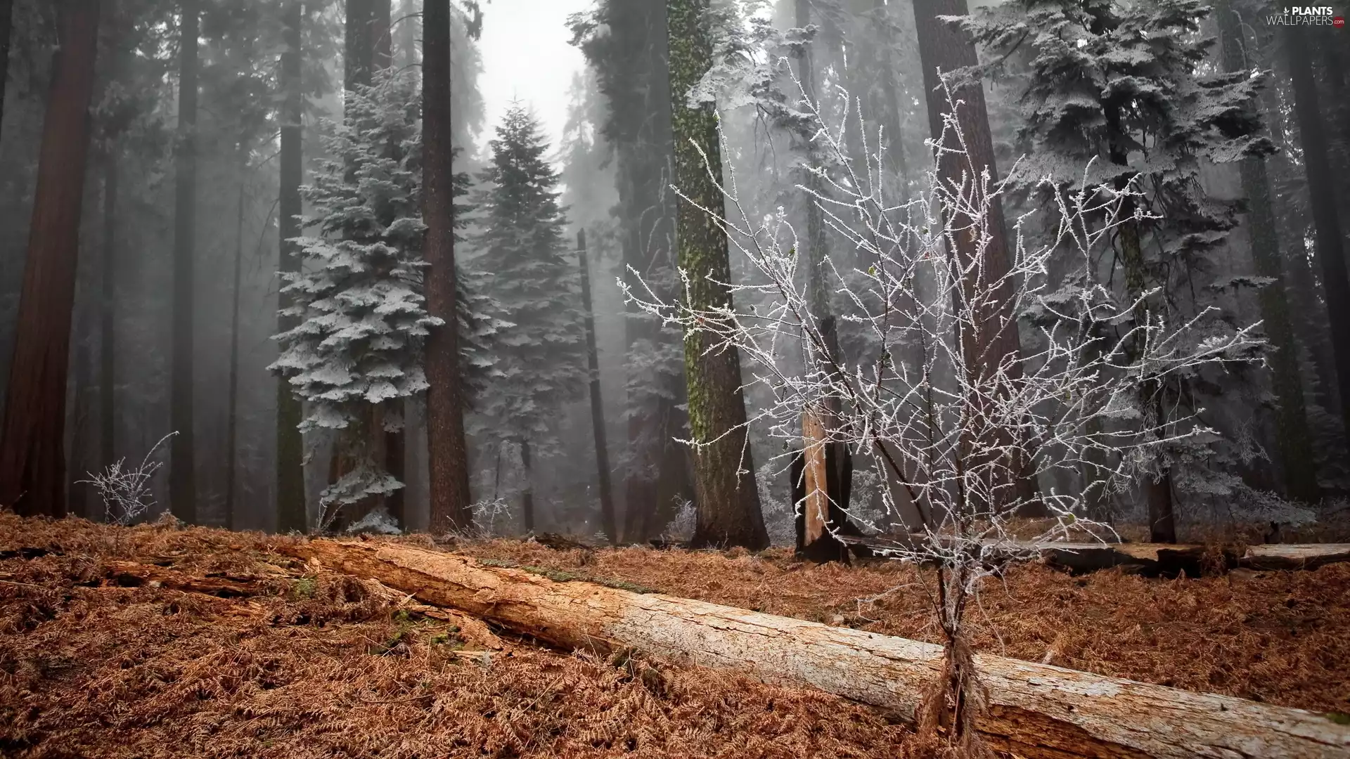 Fog, frosted, forest