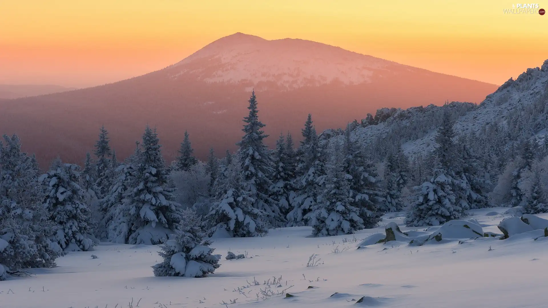 trees, winter, mountains, Fog, viewes, forest