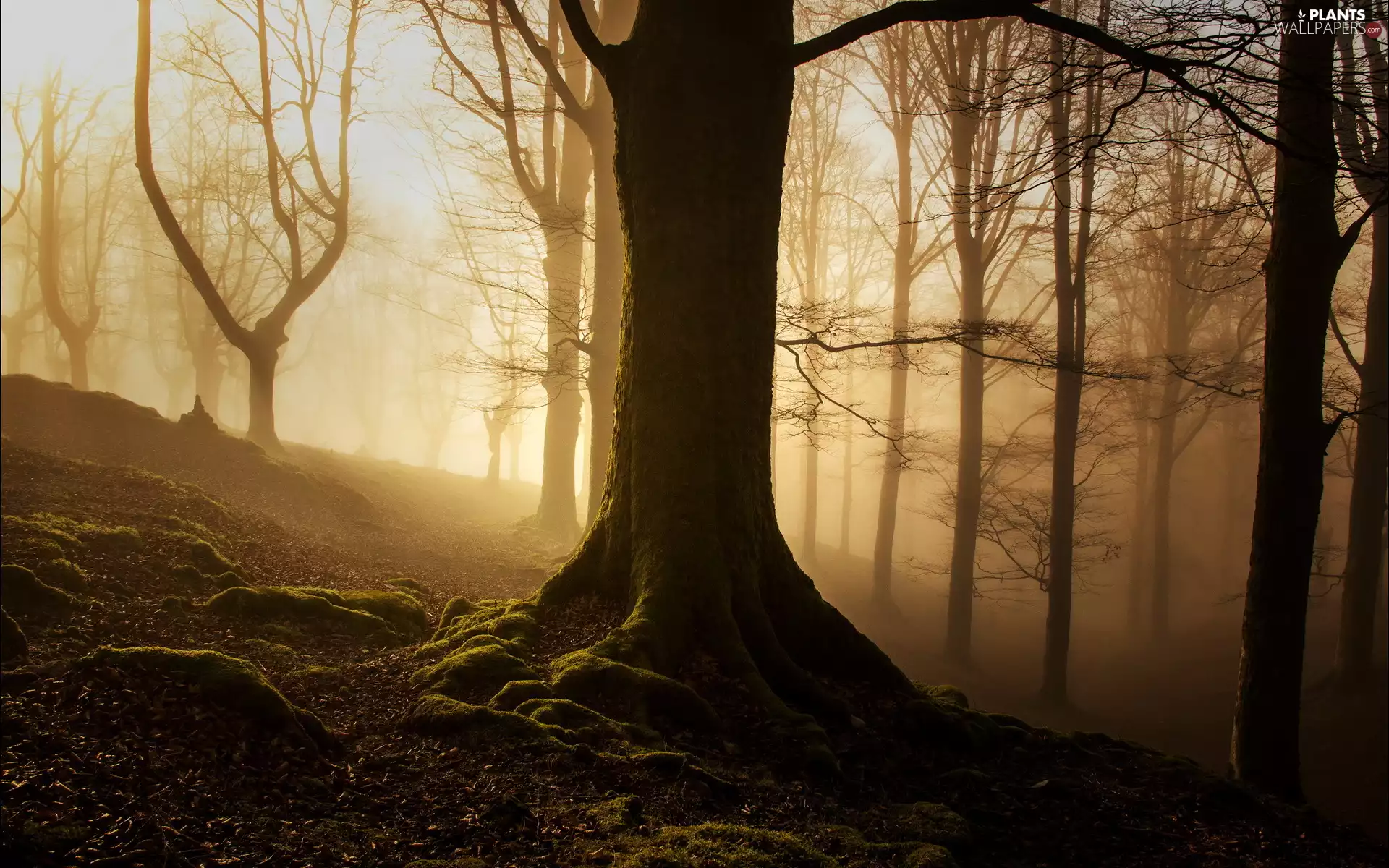 viewes, branch pics, Fog, trees, forest