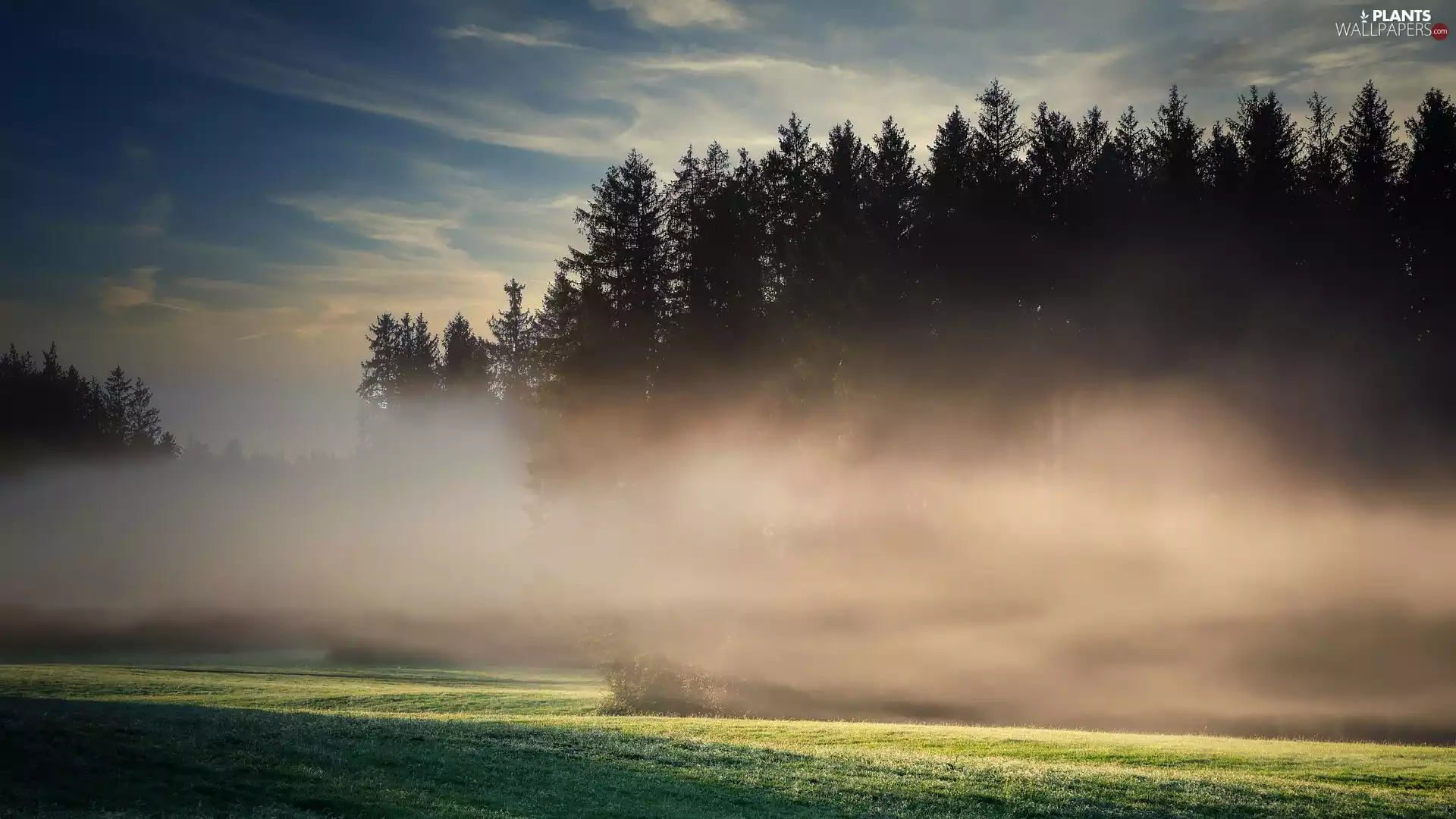 trees, Meadow, Sky, Fog, viewes, forest