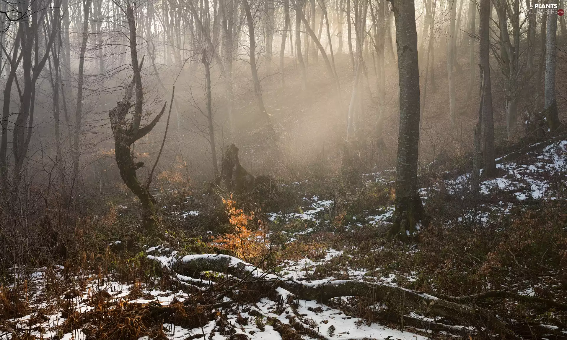 viewes, Fog, forest, trees, snow
