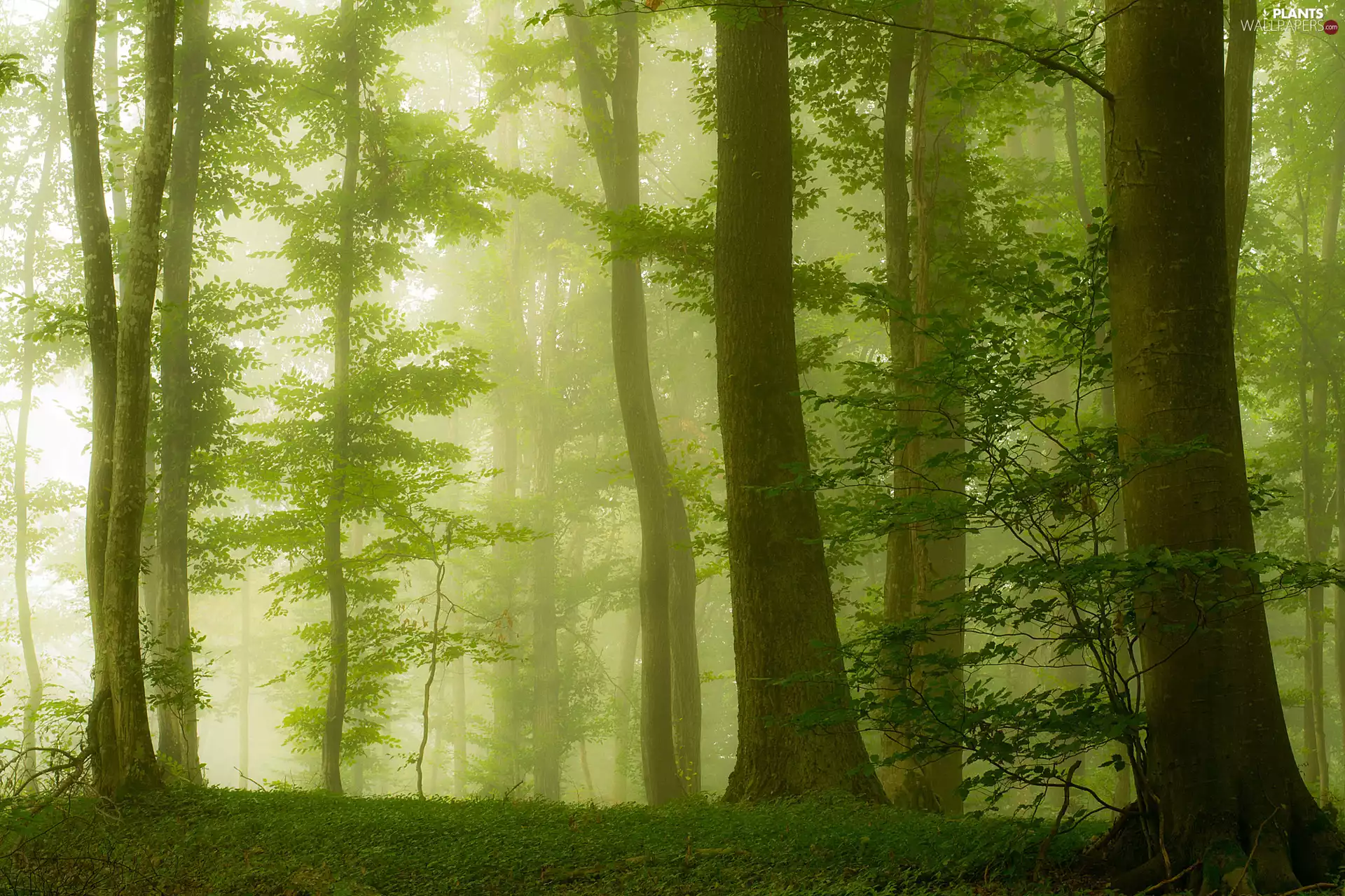 forest, trees, viewes, Fog