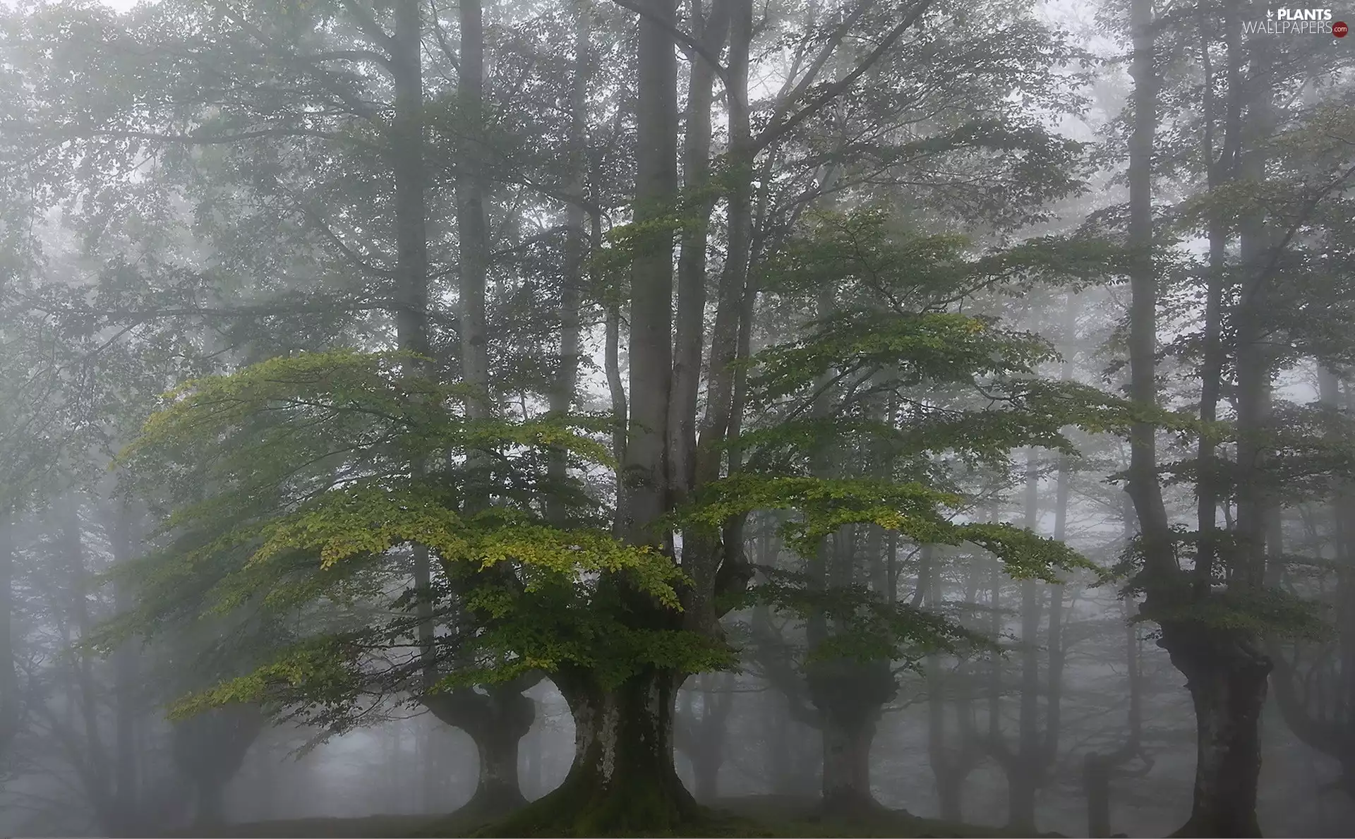 forest, trees, viewes, Fog