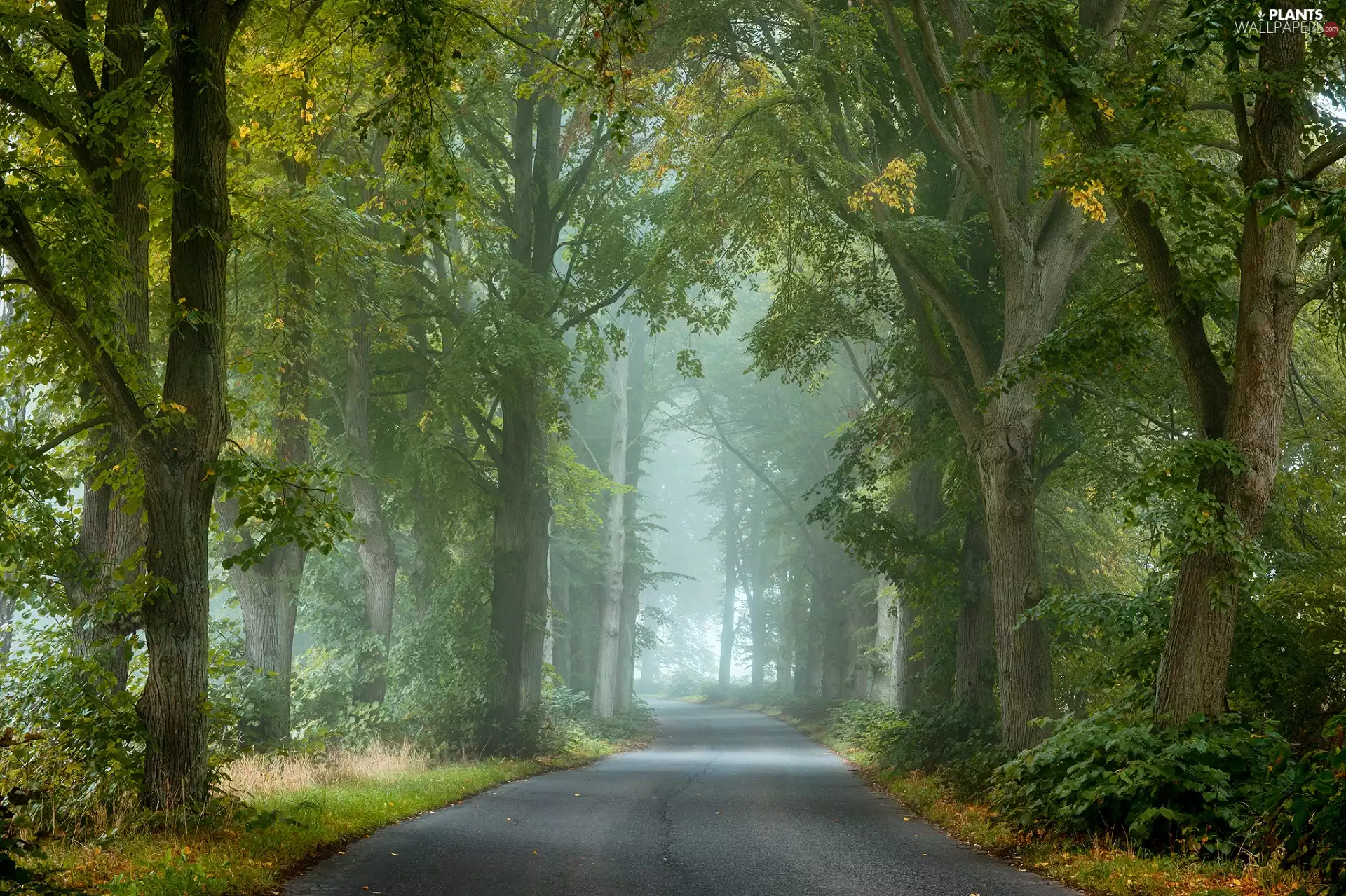 trees, Way, forest, Fog, viewes, green ones