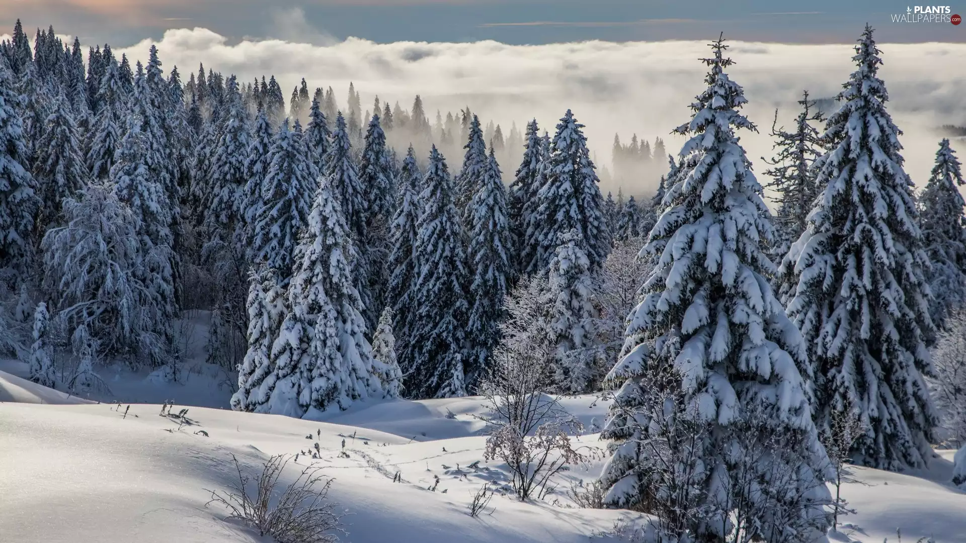 Mountains, Fog, forest, Spruces, winter
