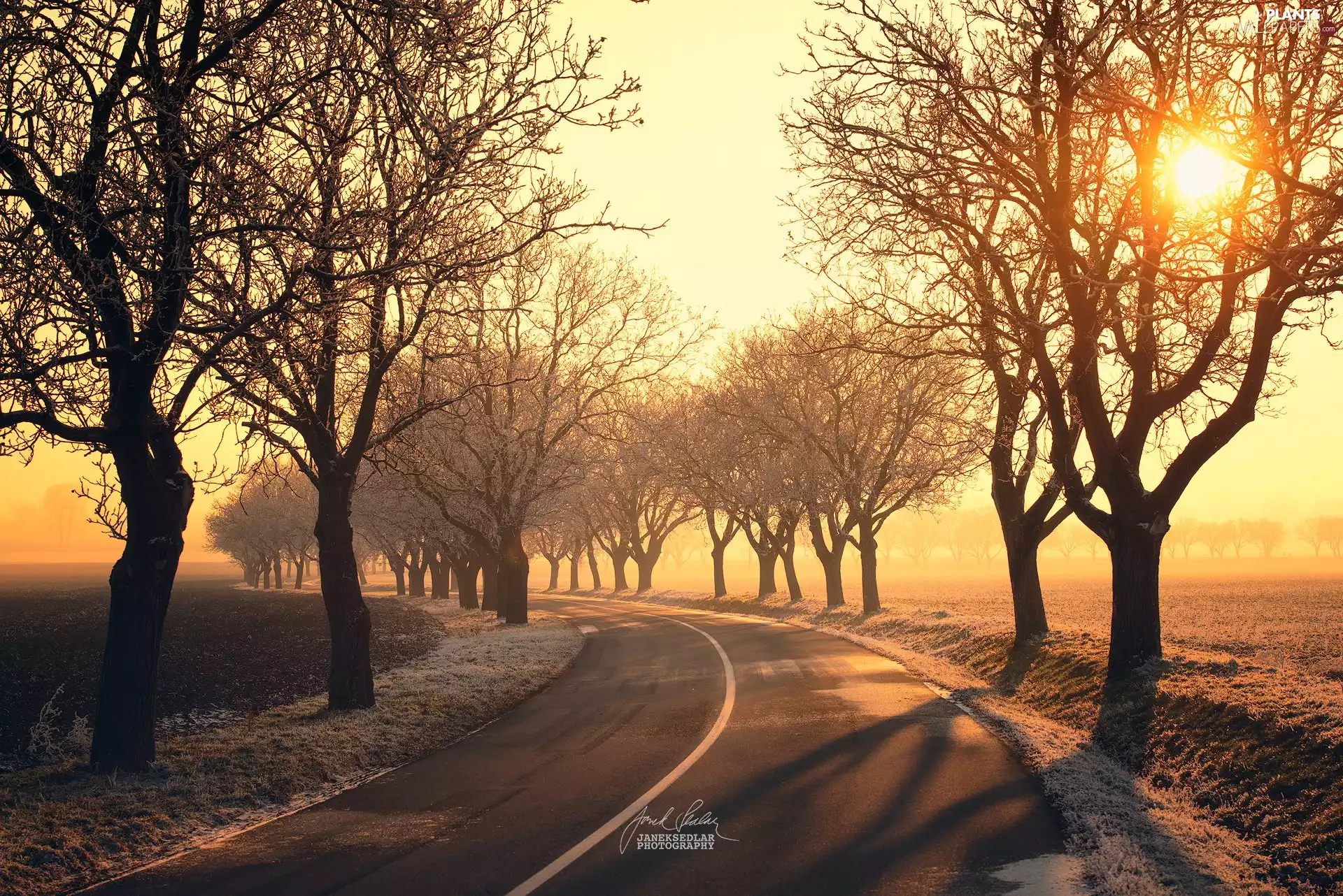 trees, White frost, field, Way, autumn, viewes, Fog