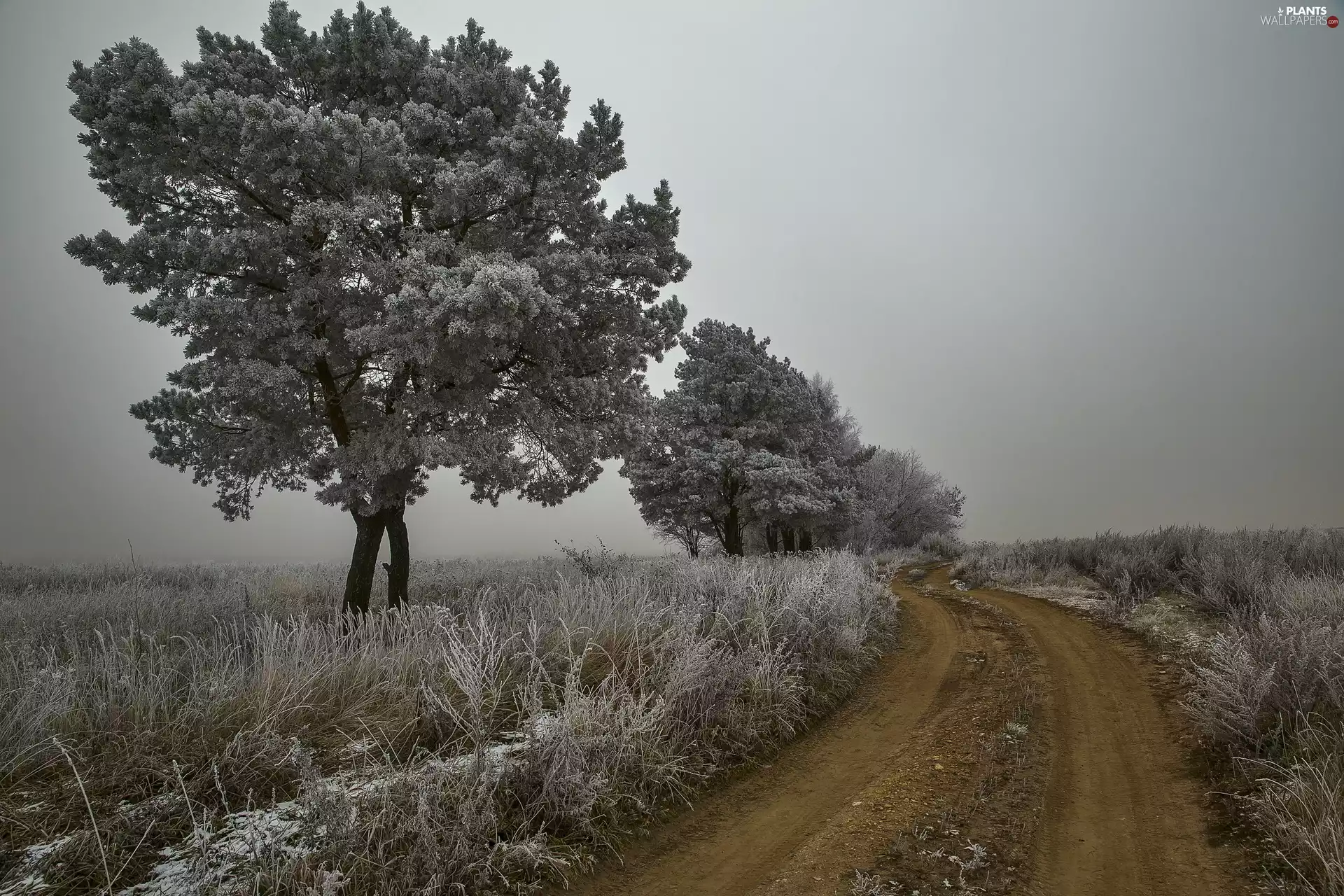 viewes, Fog, frosty, trees, Way