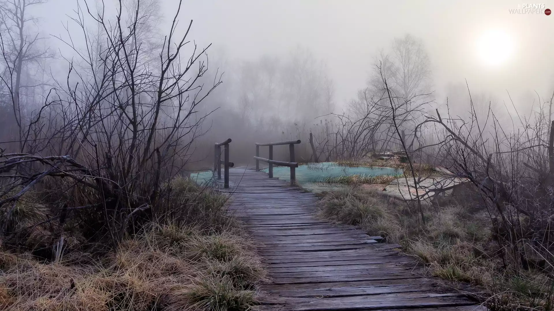 bridge, wooden, boarding, hand-rail, viewes, Fog, grass, trees, branch pics