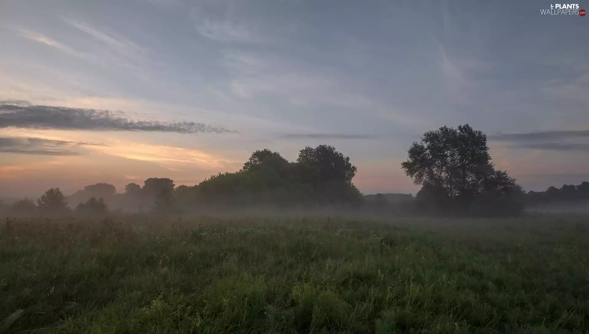 viewes, Fog, grass, trees, Meadow