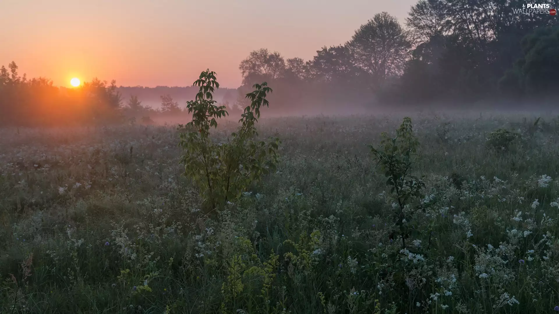 viewes, Flowers, Great Sunsets, trees, Meadow, grass, Fog