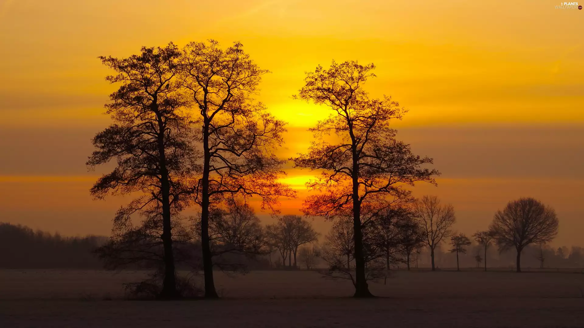 trees, Fog, Great Sunsets, viewes