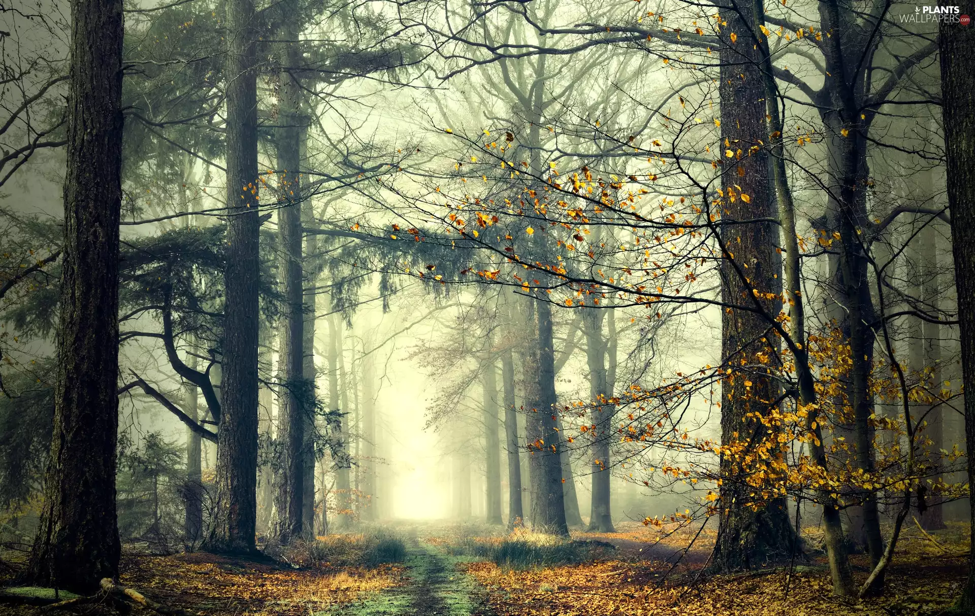 trees, forest, Path, Fog, viewes, high