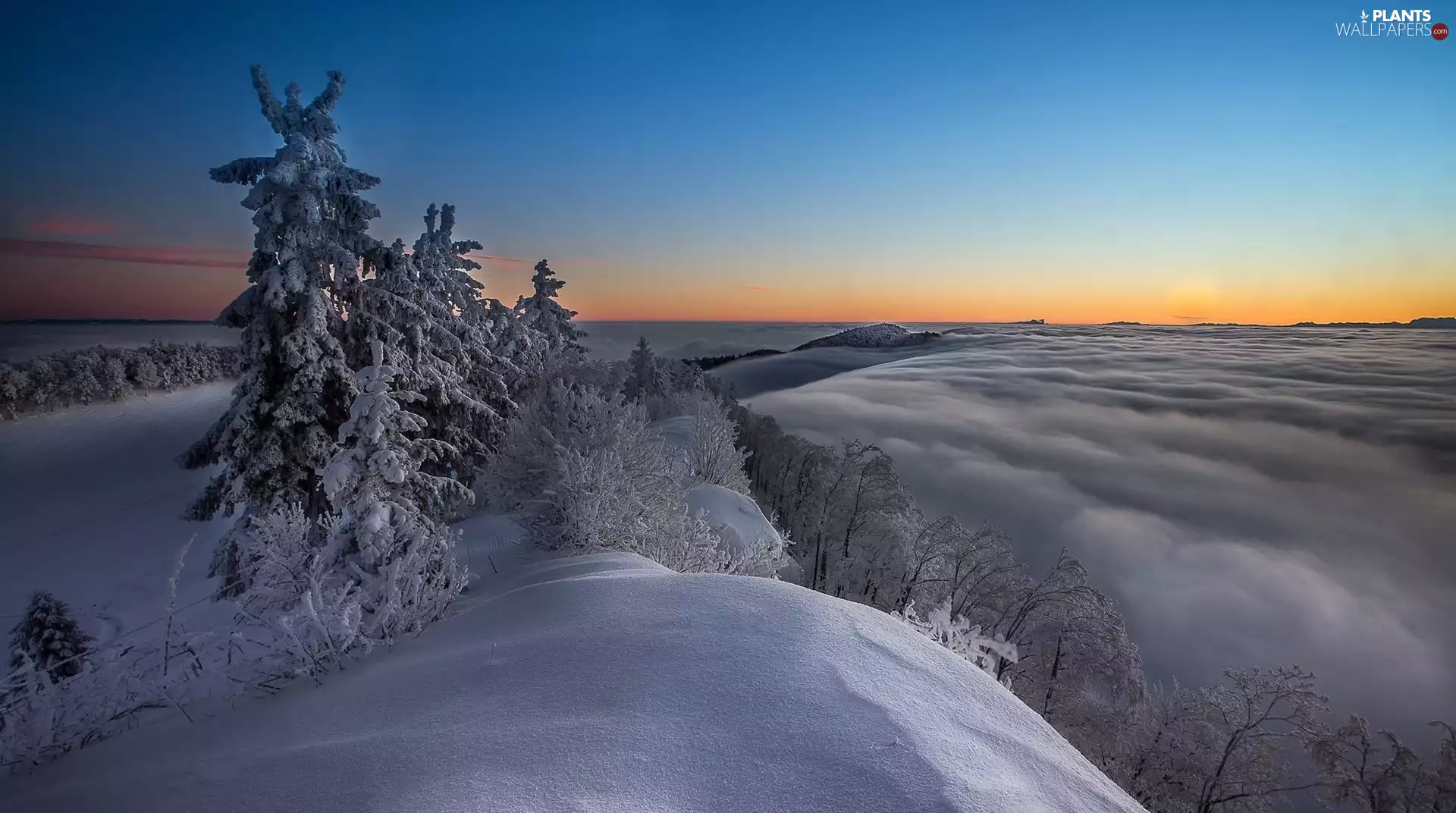 trees, winter, snow, Fog, viewes, Hill
