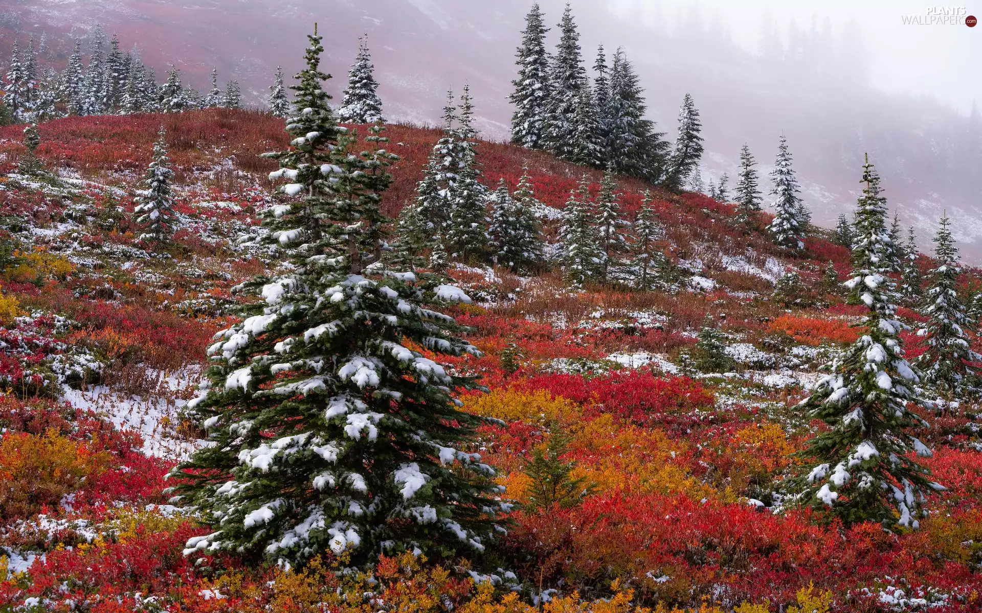 Spruces, The Hills, Fog, VEGETATION, Snowy, autumn