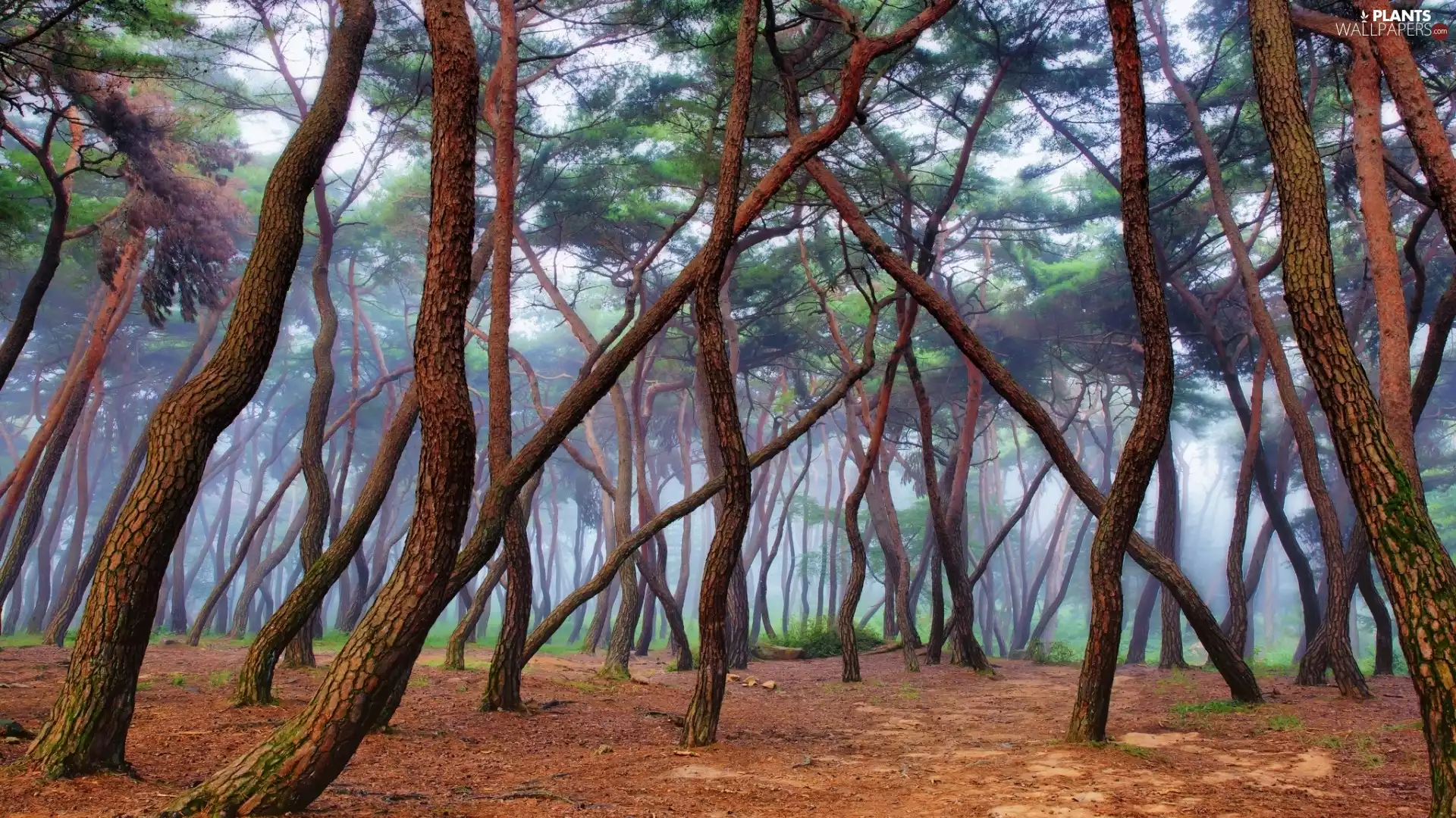 viewes, Fog, inclined, trees, forest