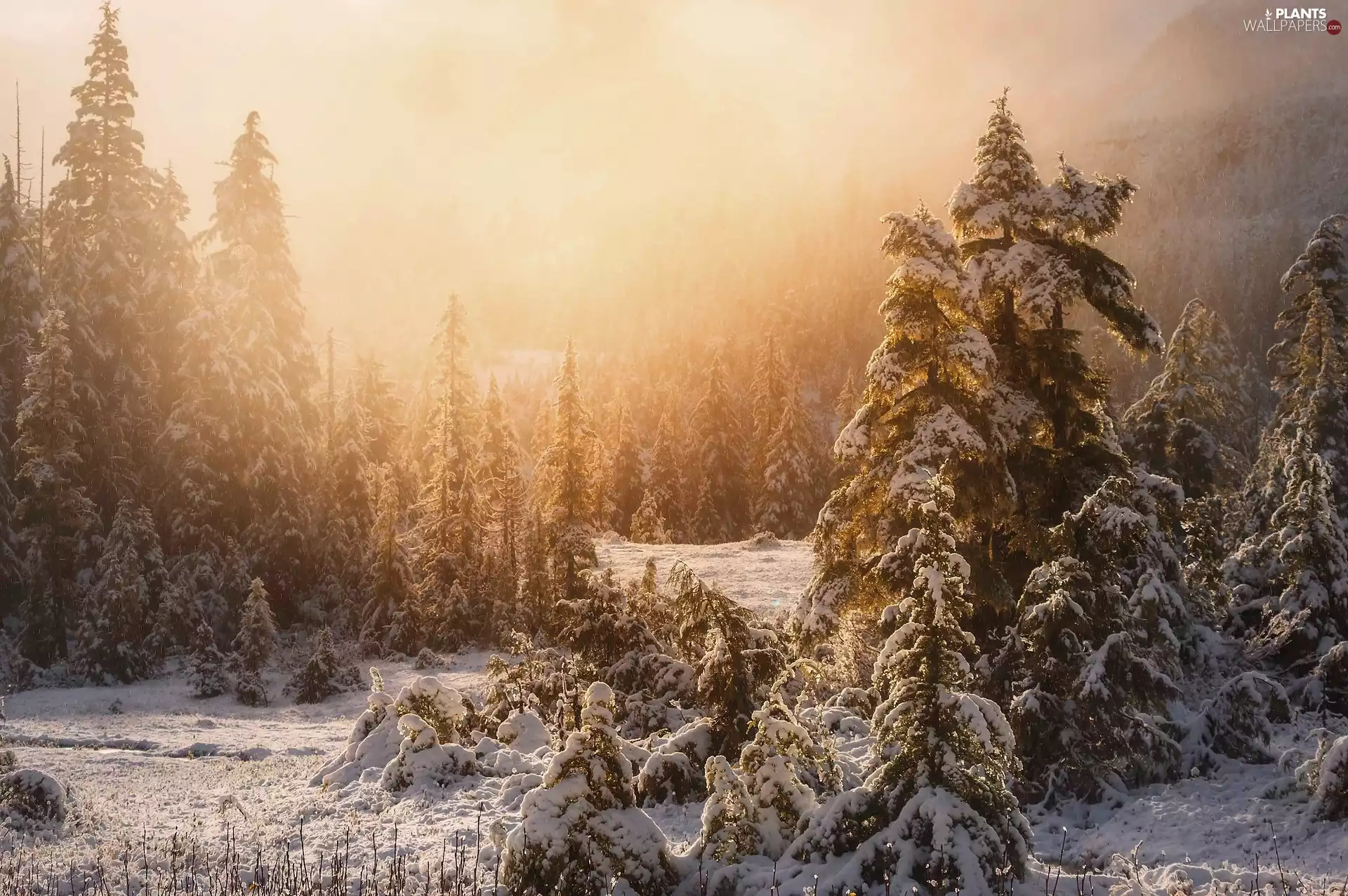 Alaska, The United States, Ketchikan, Tongass National Forest, Fog, snow, winter, Spruces, National Forest