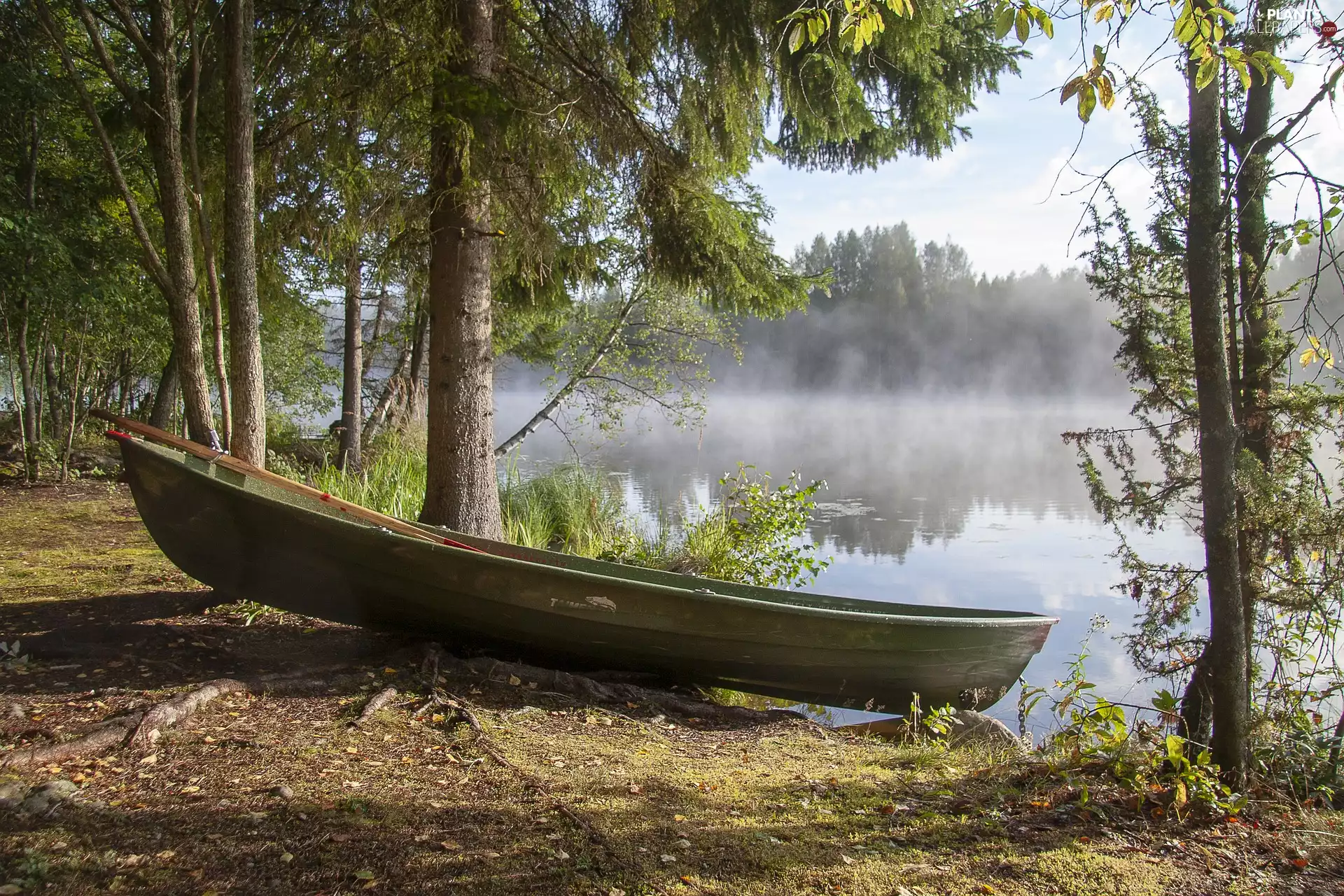 viewes, Fog, lake, trees, Boat