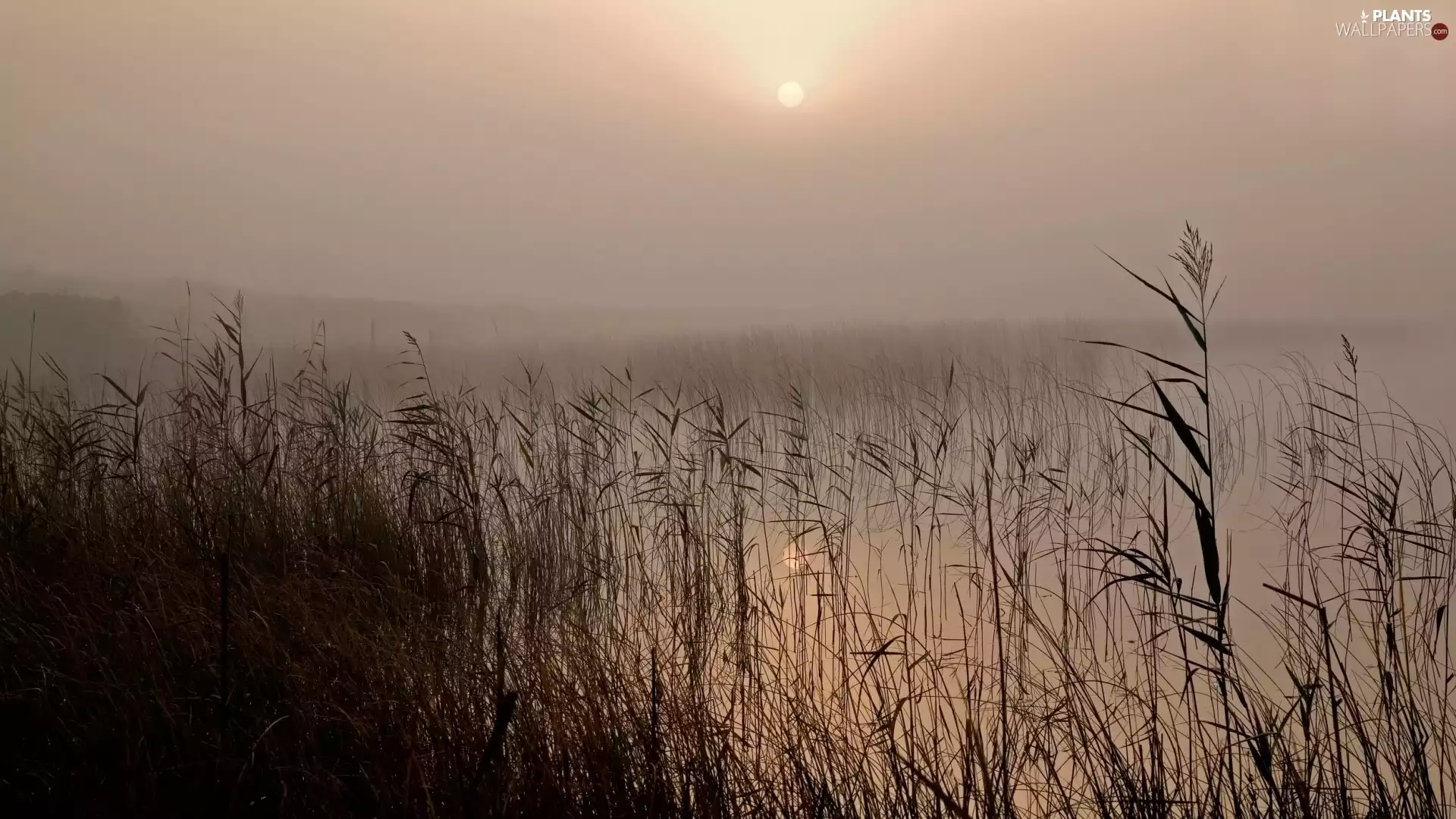 lake, cane, grass, Fog