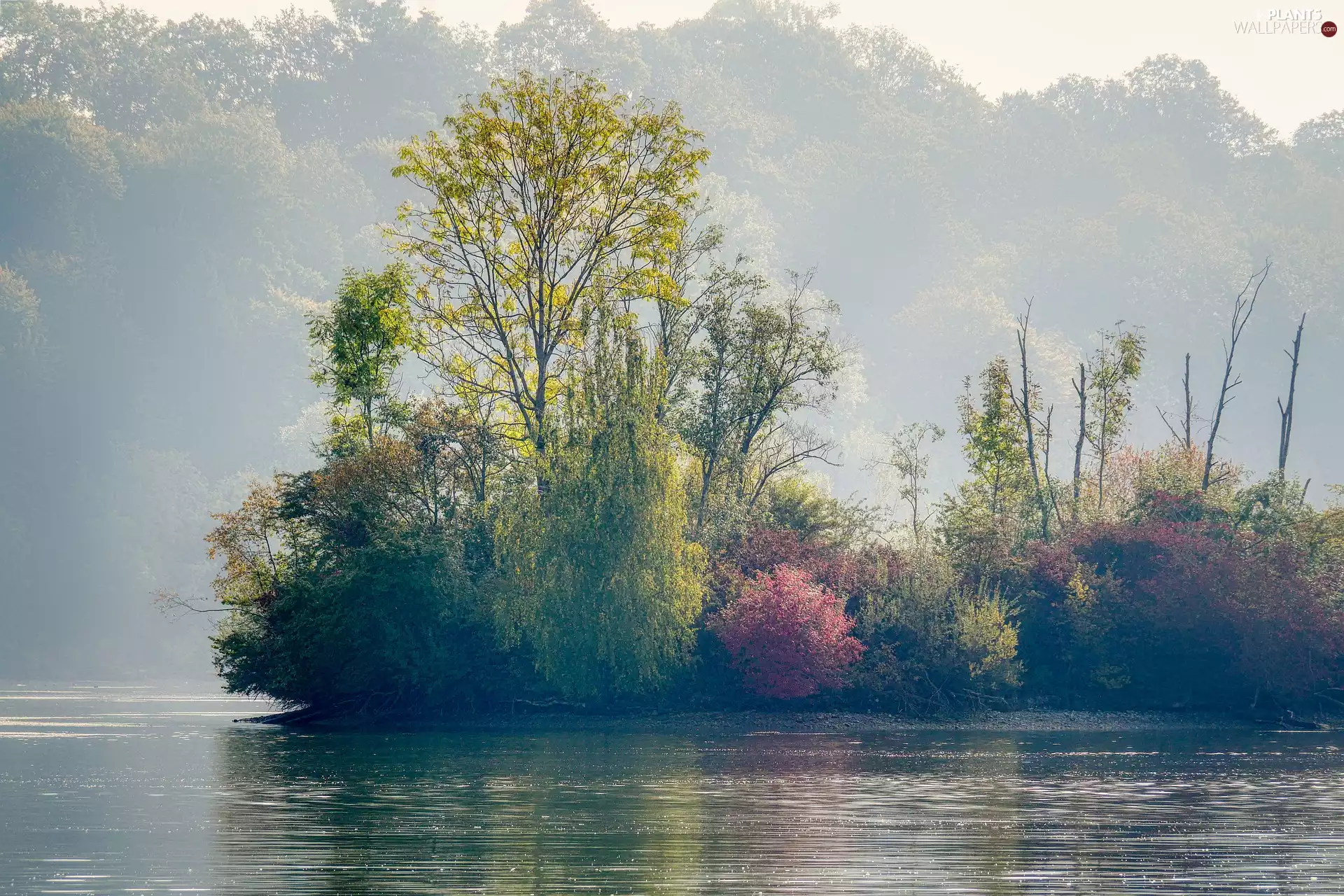 trees, autumn, Island, Fog, viewes, lake