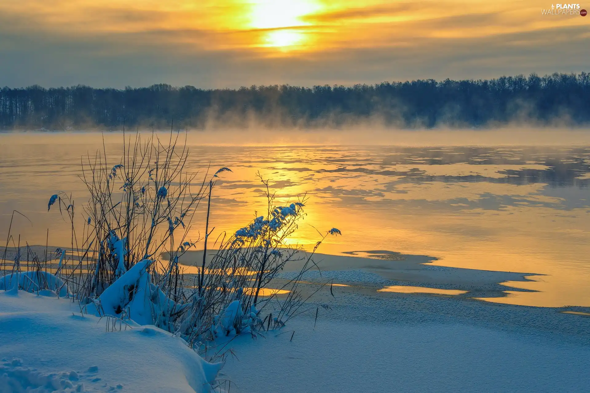 Fog, forest, Great Sunsets, Snowy, snow, lake, winter, grass