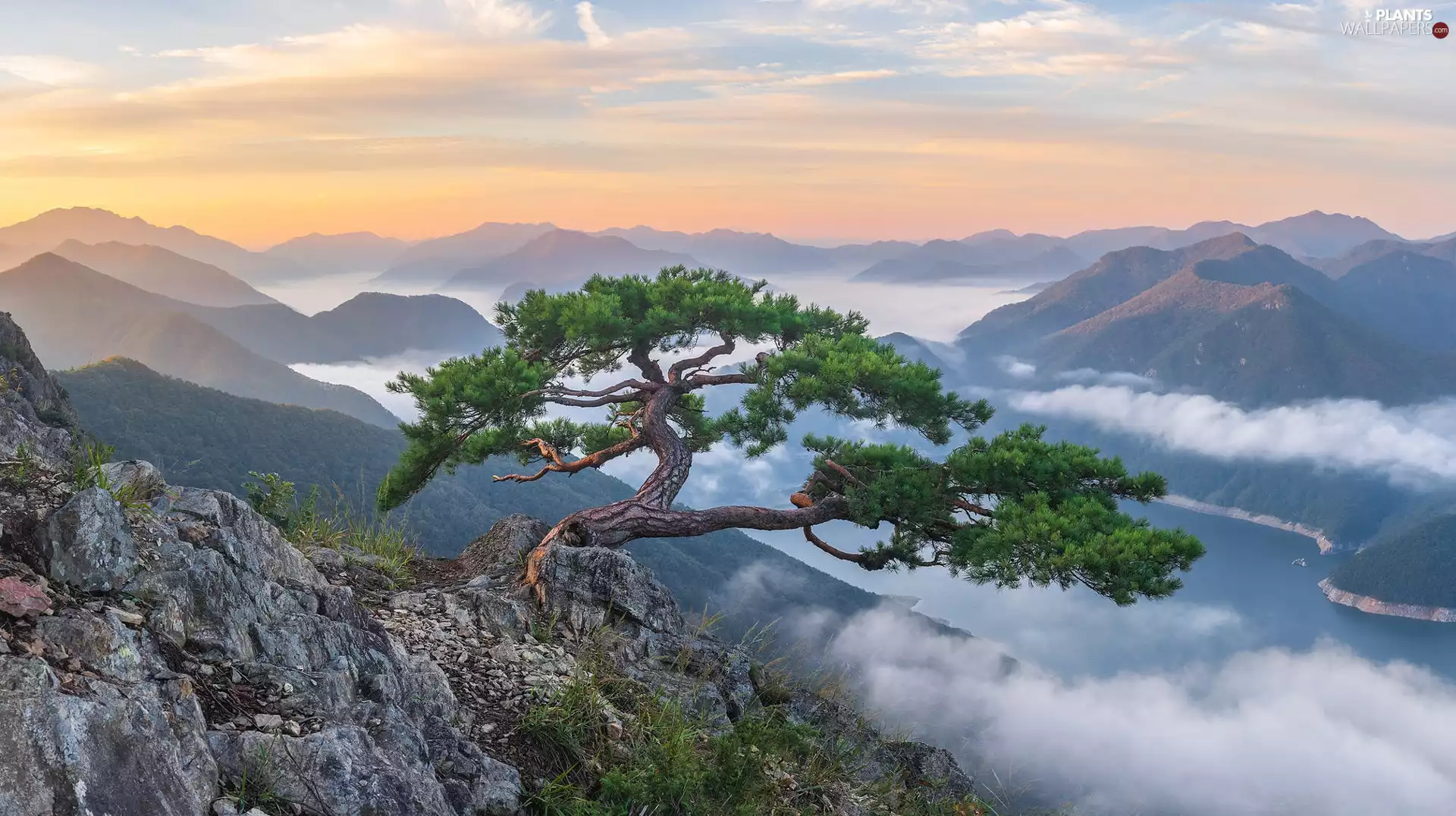 Fog, clouds, Stones, pine, trees, Sky, Mountains, Sunrise, lake, rocks