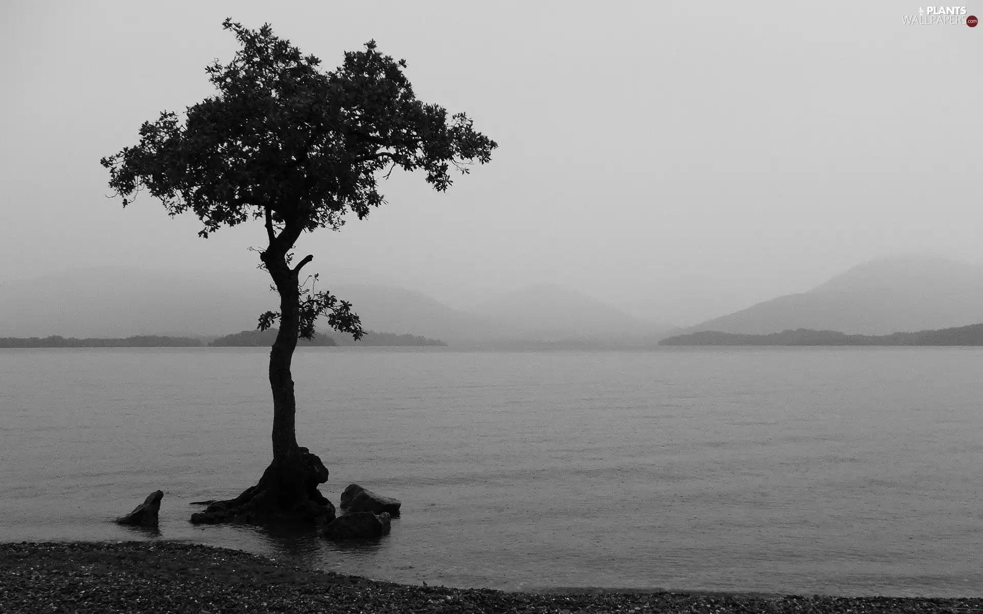 Stones, Fog, lake, Mountains, trees