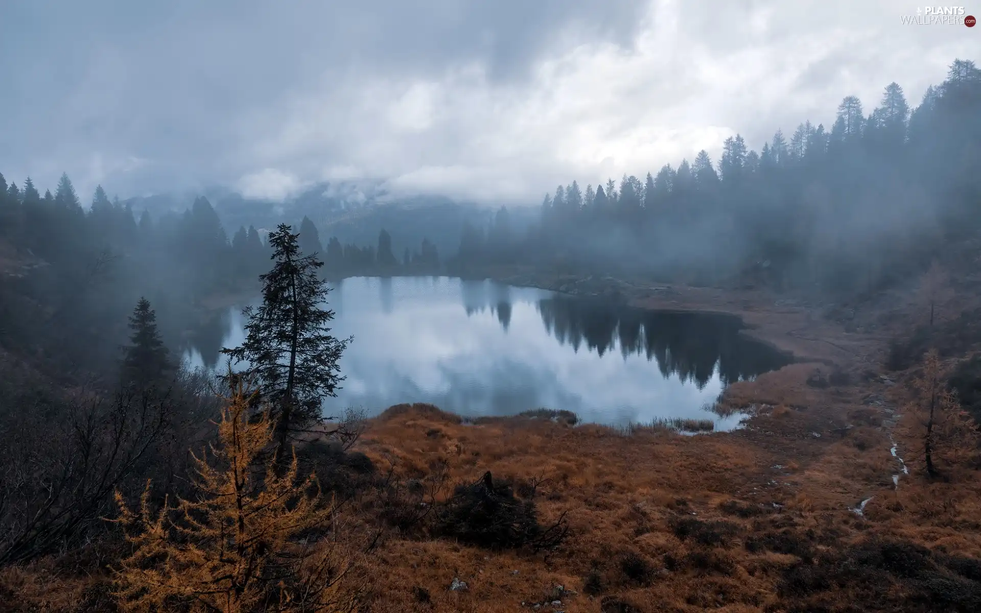forest, autumn, viewes, Fog, trees, lake