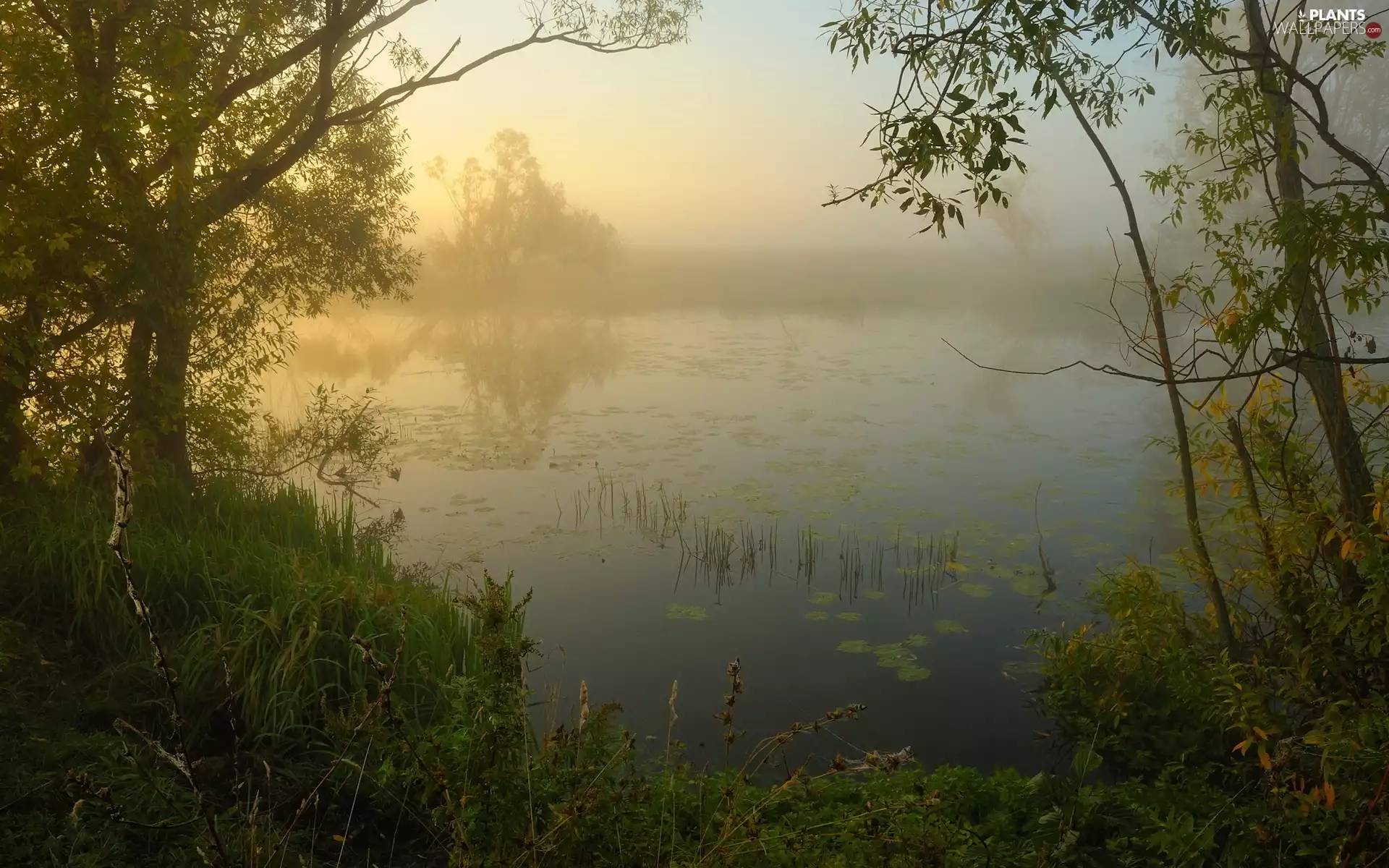 lake, trees, viewes, Fog