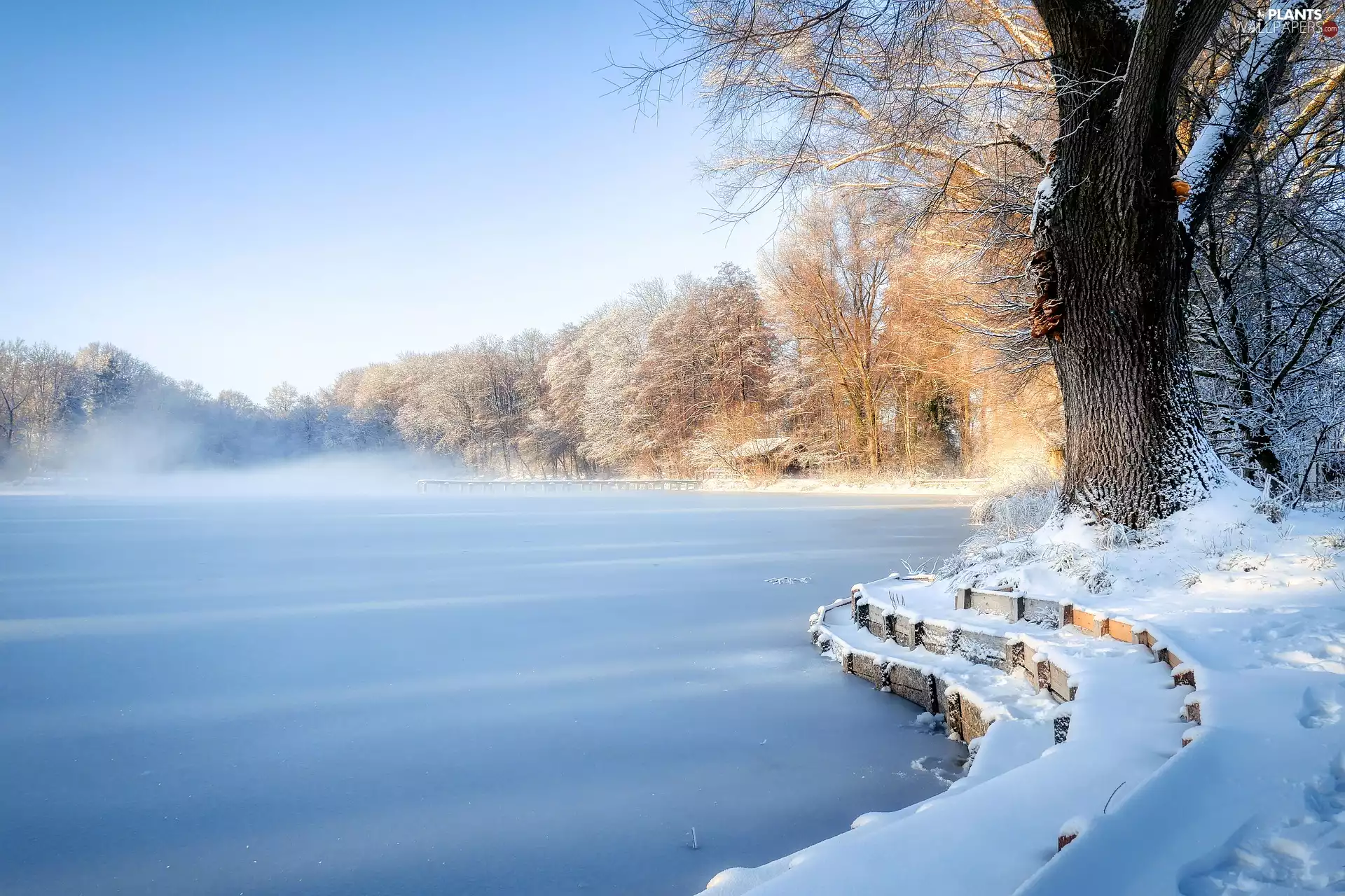 viewes, Fog, lake, trees, winter