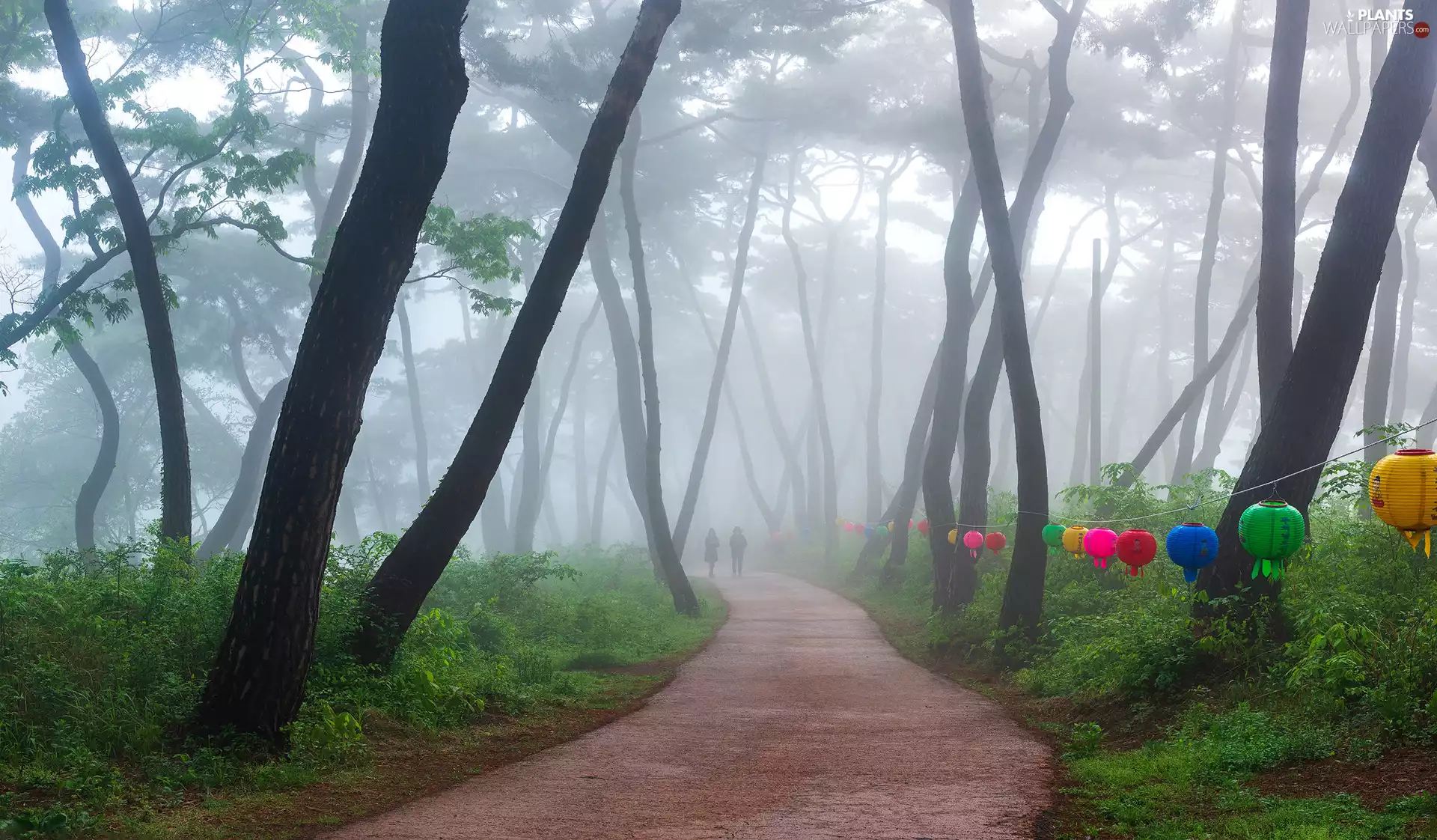 viewes, Stems, Lanterns, Way, Characters, trees, forest, Fog