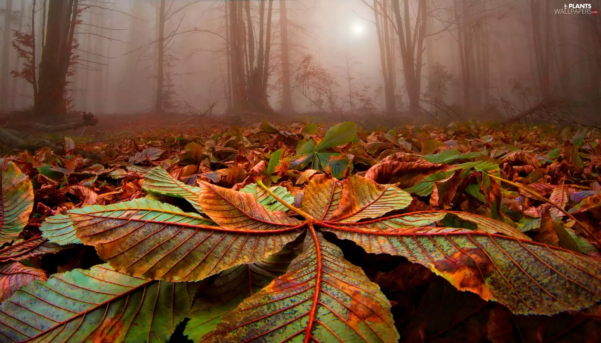 morning, Fog, Leaf, forest, autumn