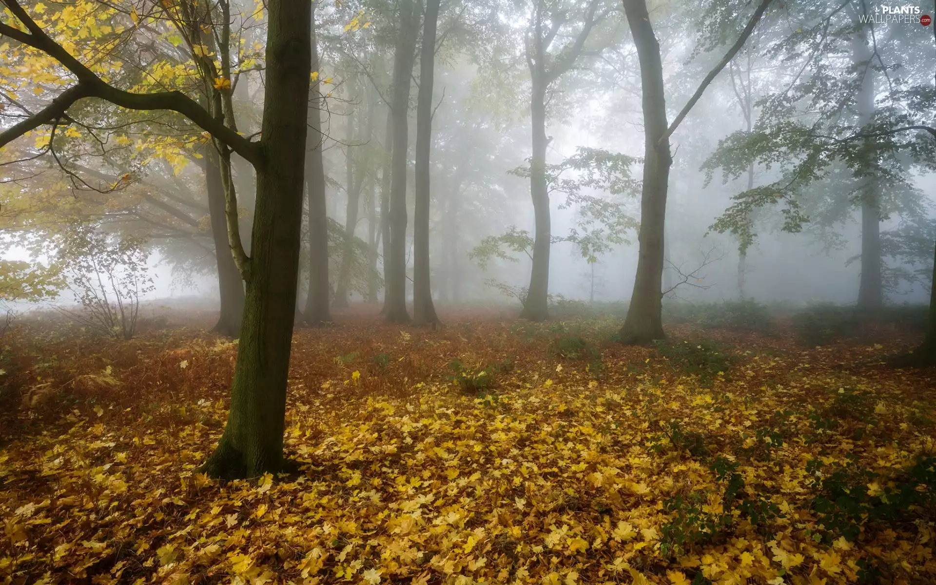 trees, forest, Leaf, Fog, autumn, viewes, fallen