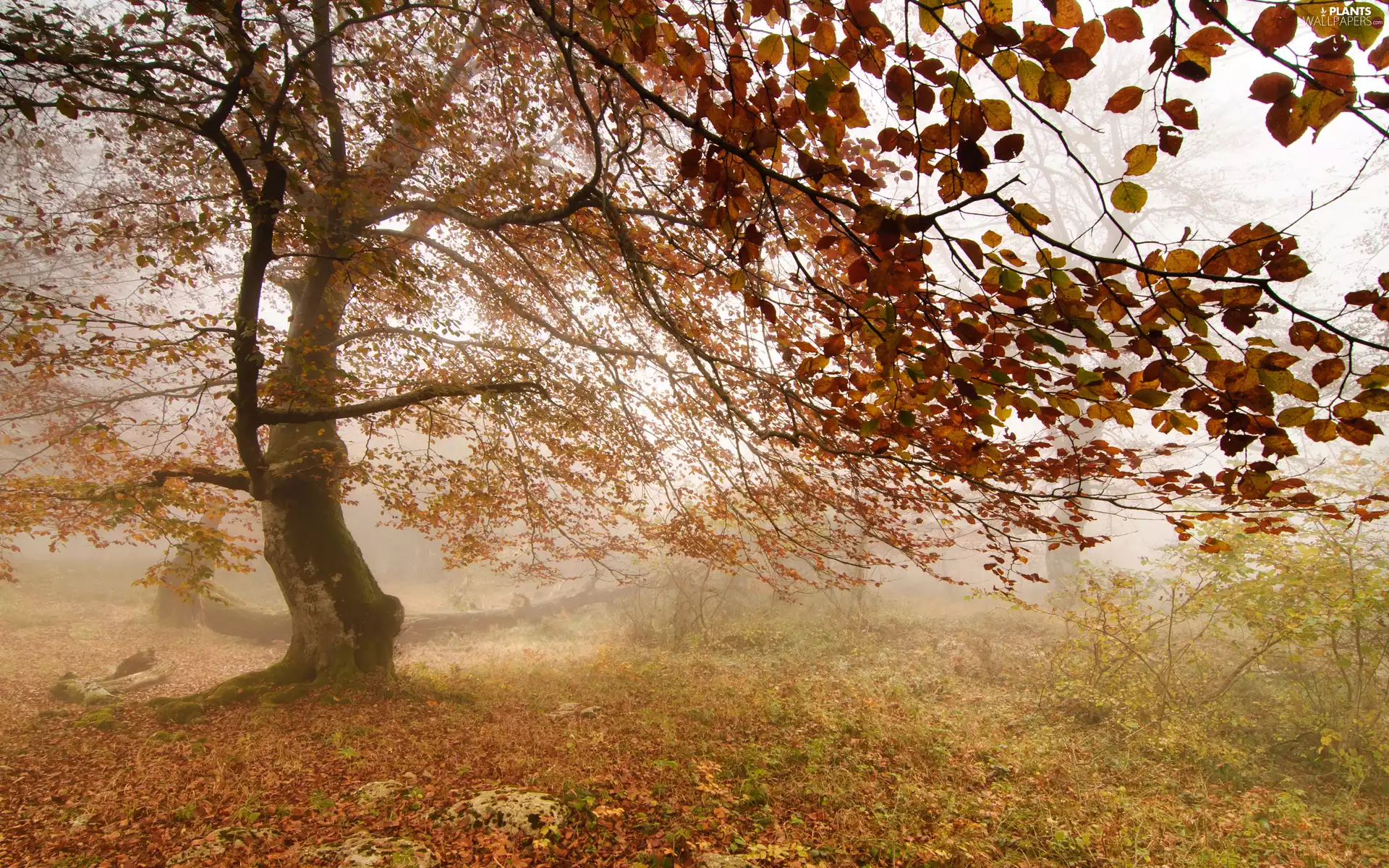 Fog, trees, Leaf